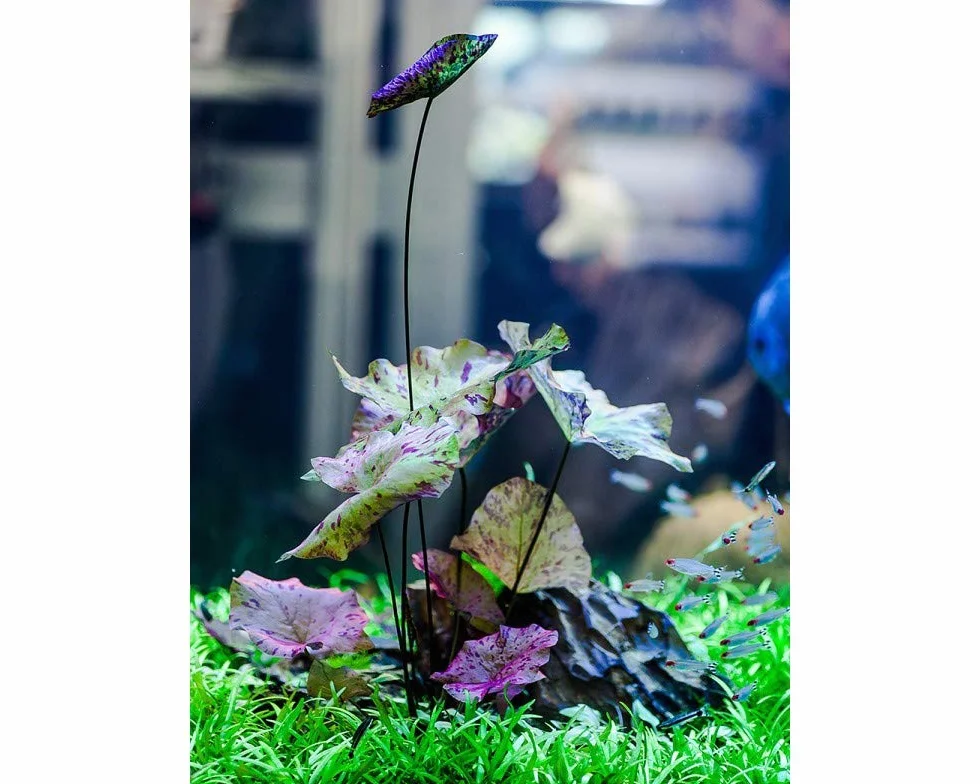 Plante en laine rouge pour aquarium Tigerlotus