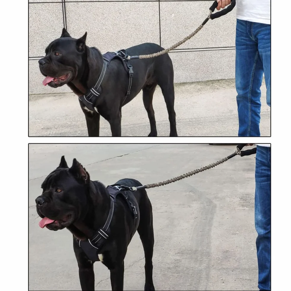 Laisse Chien Élastique Nylon Anti Traction Grande Taille avec Poignée Rembourrée
