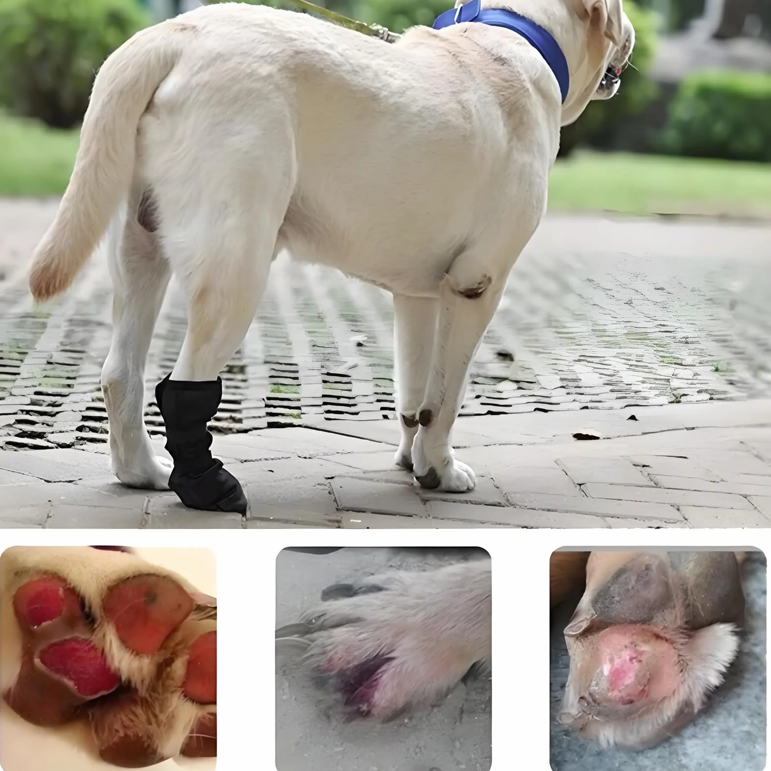 Chaussures pour Chien Imperméables Antidérapantes Bottes de Protection Pattes Léchage Plaies