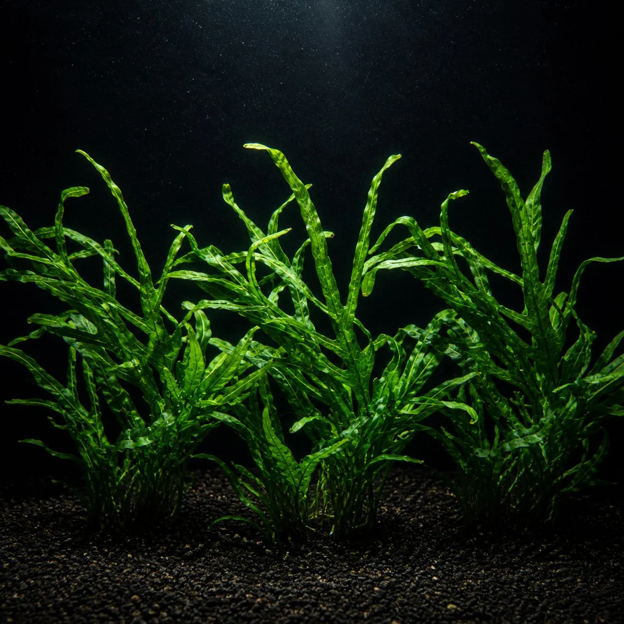 Microsorium Trident Set de 3 Plantes d’Aquarium Vivante Eau Douce