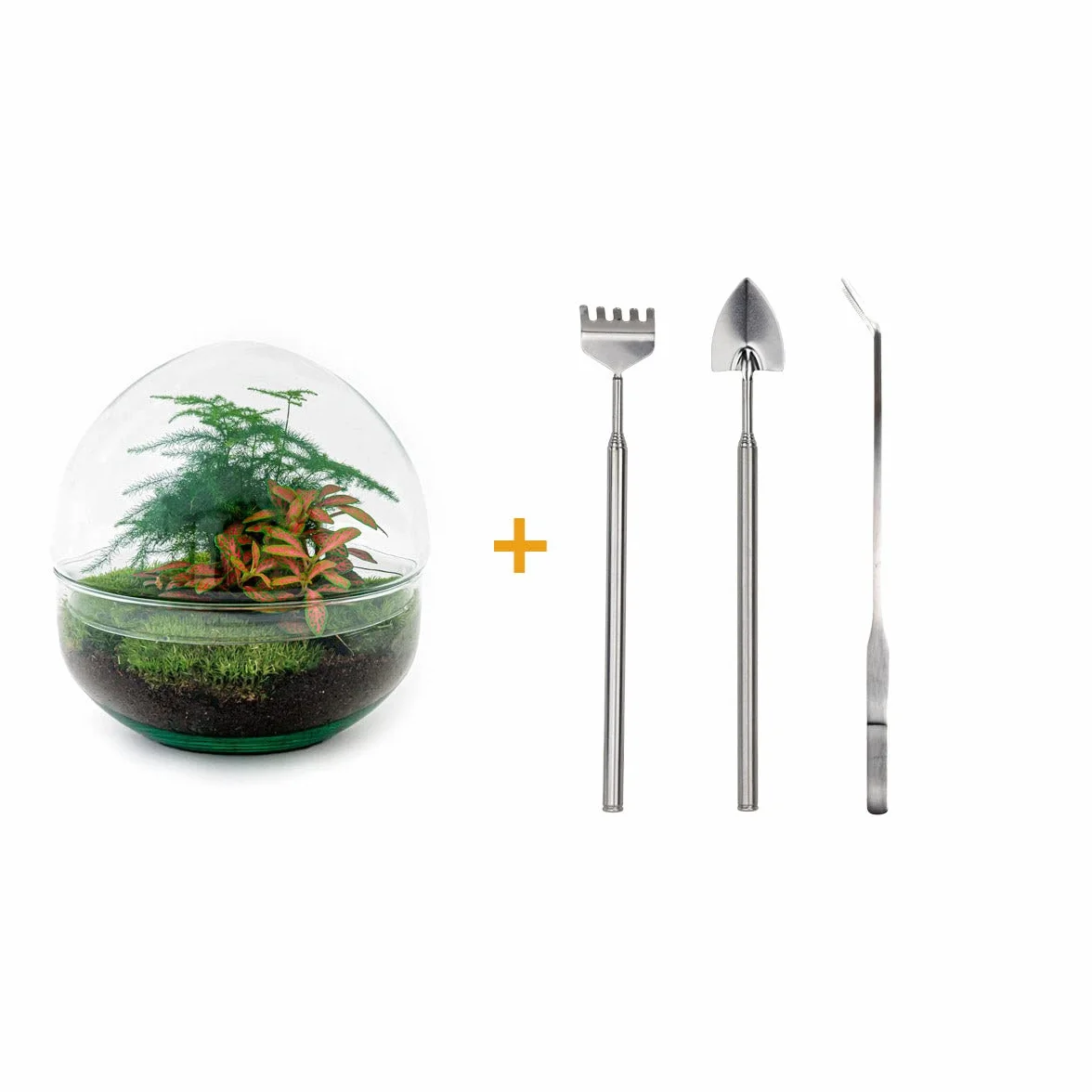 Kit DIY Terrarium Dôme Écosystème avec Plantes 20 cm