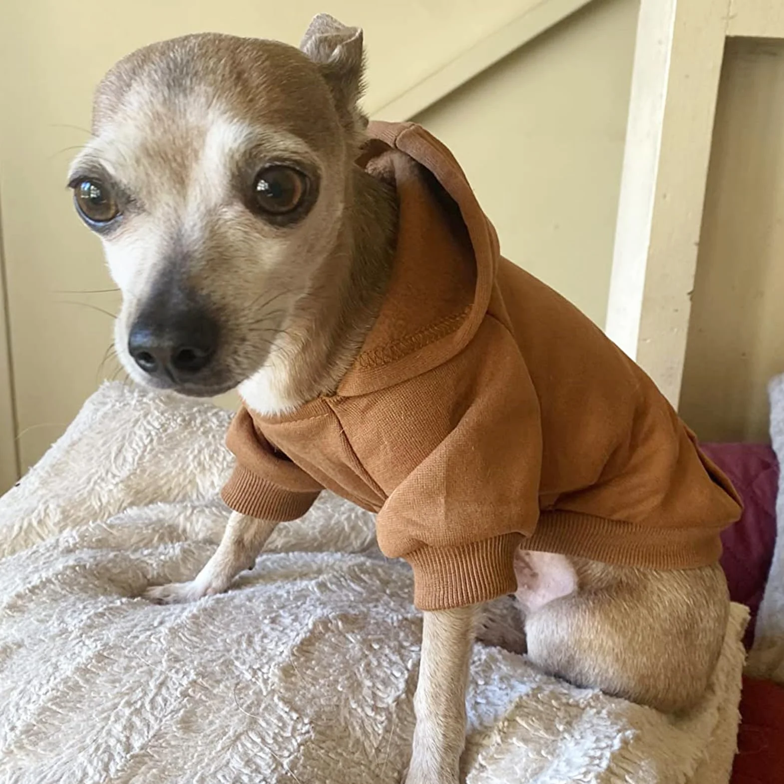 Manteau d'hiver Sweat à Capuche pour Petit Chien, Chihuahua, Chiot, Chat, XXS, Marron café