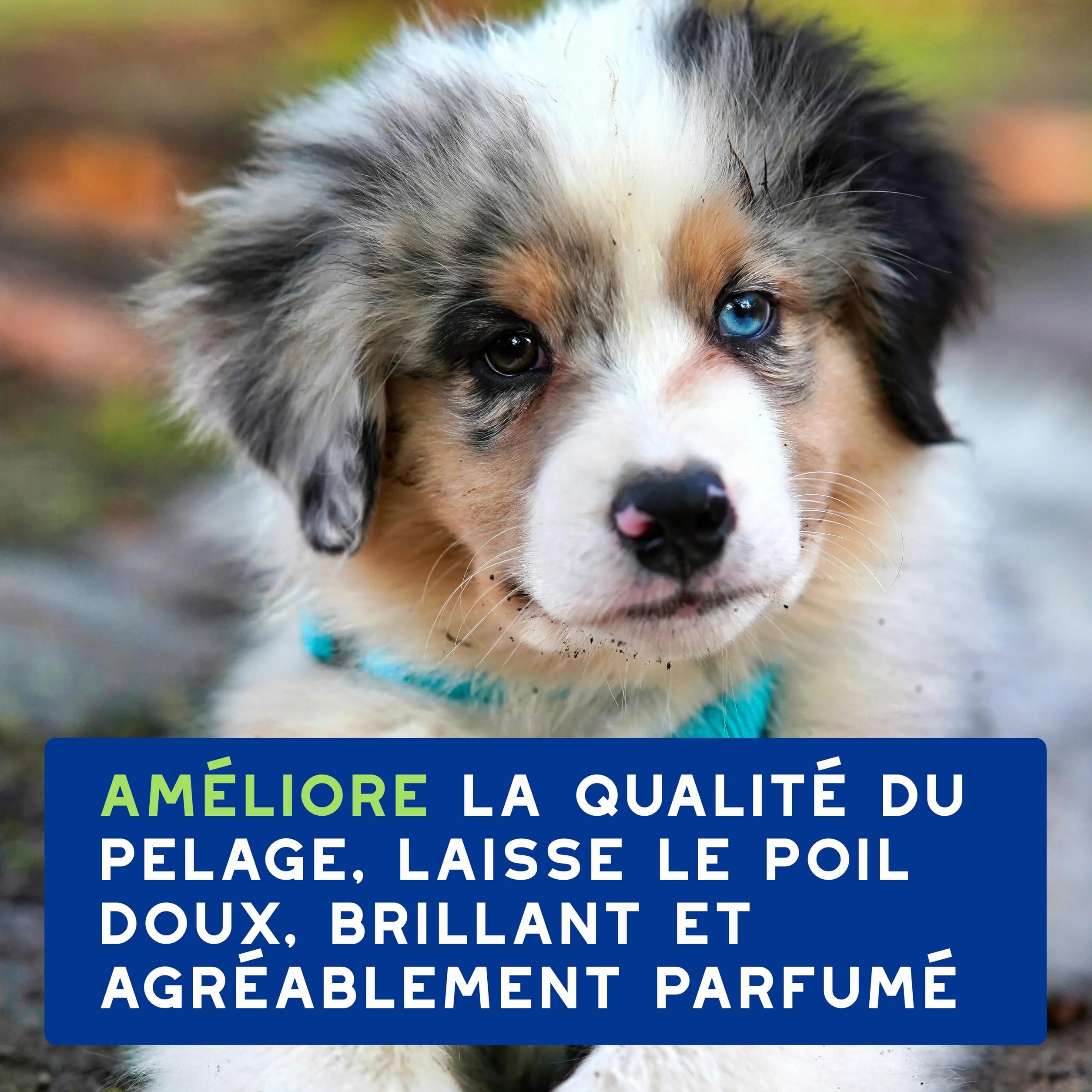 DOUXO Skin & Coat Spa - Ultra-Safe Shampoing pour Chiot, 250mL, Nettoie et Hydrate la Peau Profondeur, Laisse Le Pelage Doux et éclatant, Formule respectueuse de la Peau.