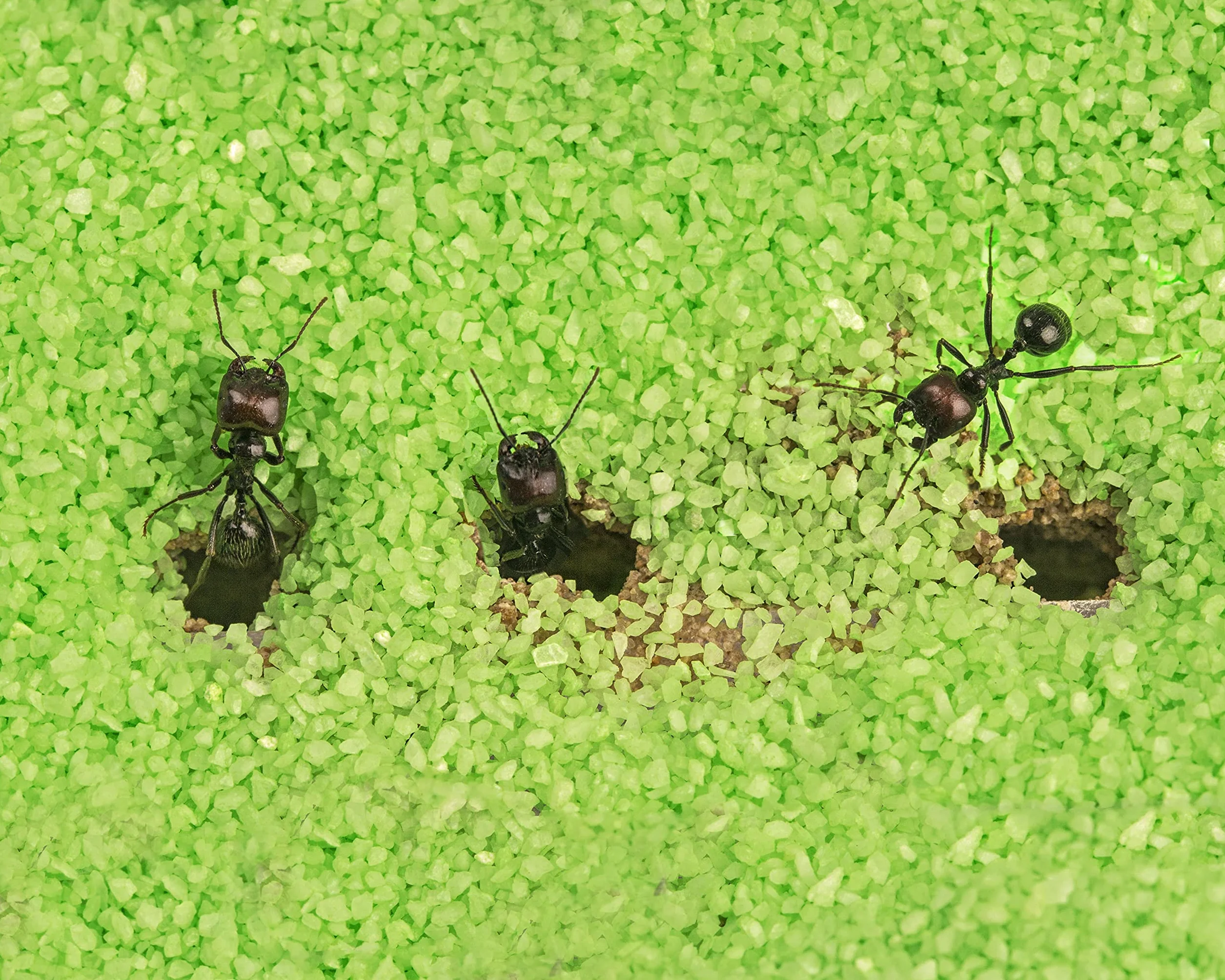 Ant Farm T Big with Free Ants and Queen – Educational Formicarium