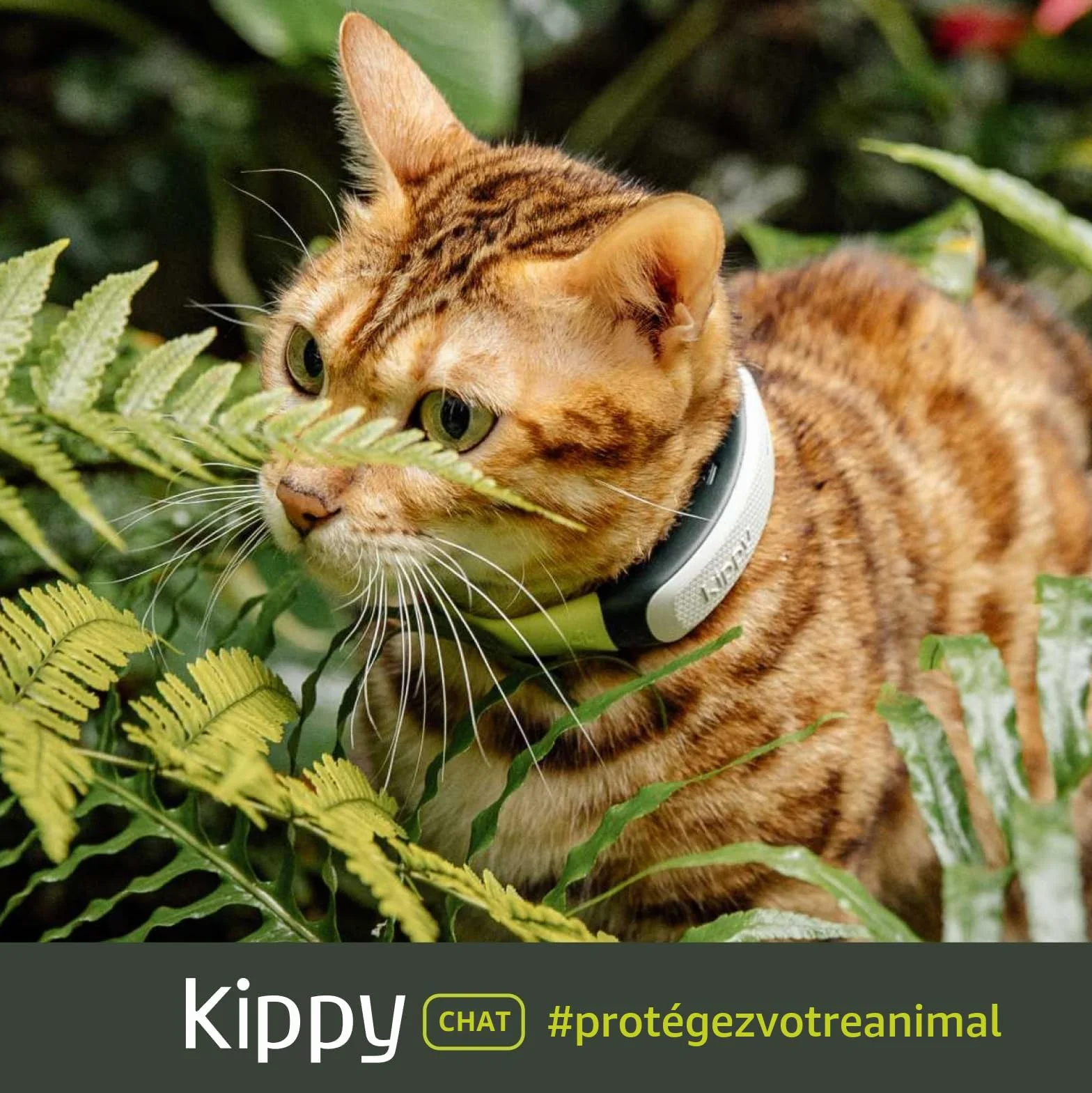 KIPPY Collier GPS pour Chats Kippy Cat Color – Traceur GPS de Santé et d'Activité Anti-étranglement avec Alerte Instantanée