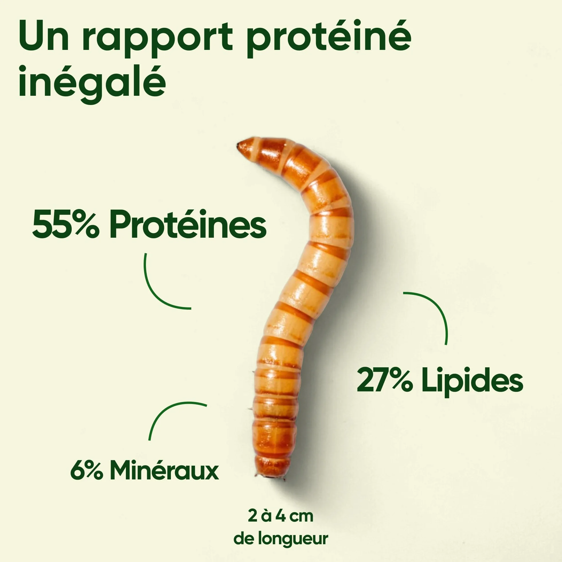 Vers de Farine 2kg Nourriture pour Poules Riche en Protéines 55% 100% Naturelle France