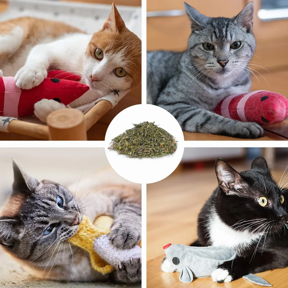 Herbe à Chat Naturelle 100g pour Chaton Stimulante Digestive