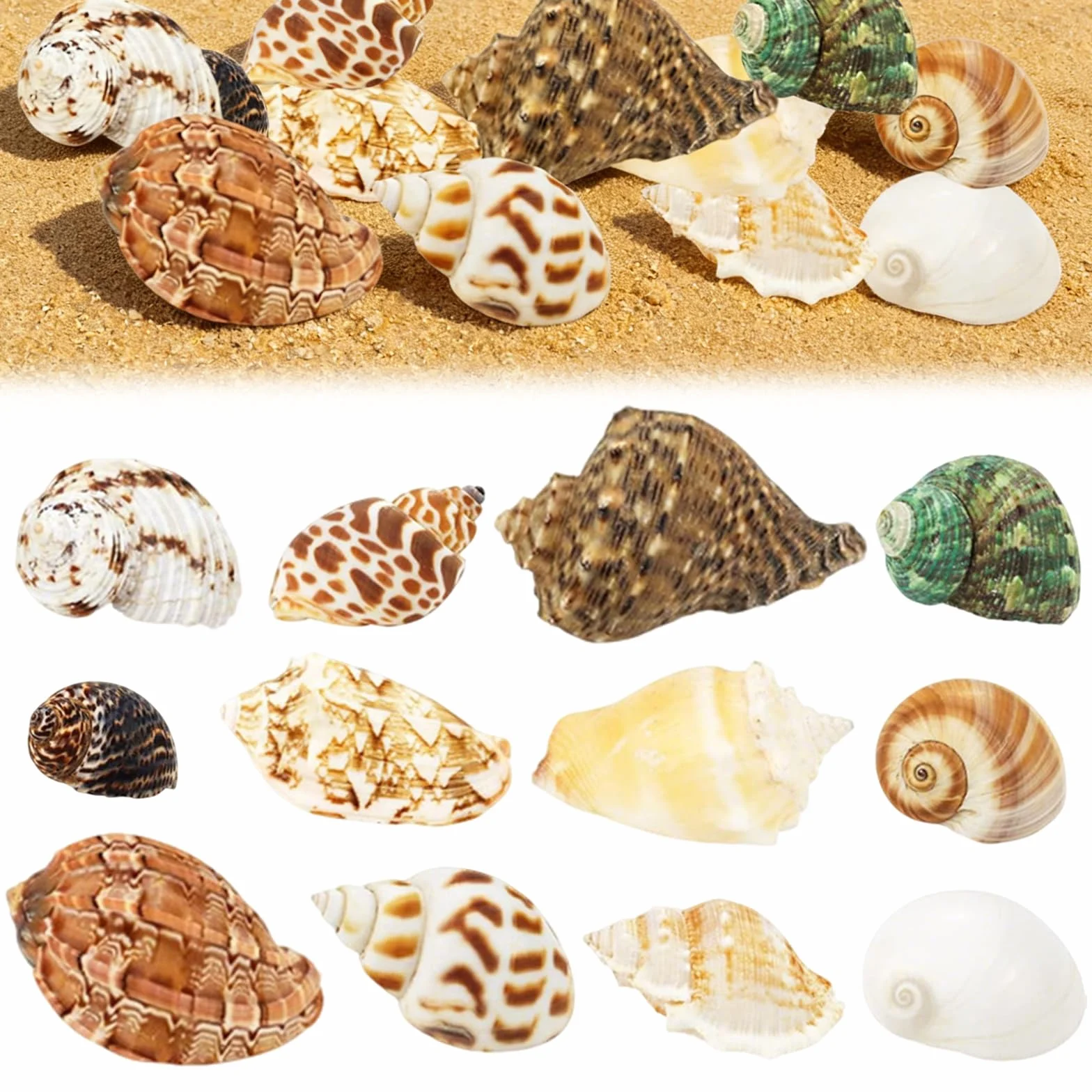 Coquillages Mixtes Marins 3-9 CM Decoration Aquarium Coquille Saint Jacques Vide Pas Perfore DIY Lampe Paillettes