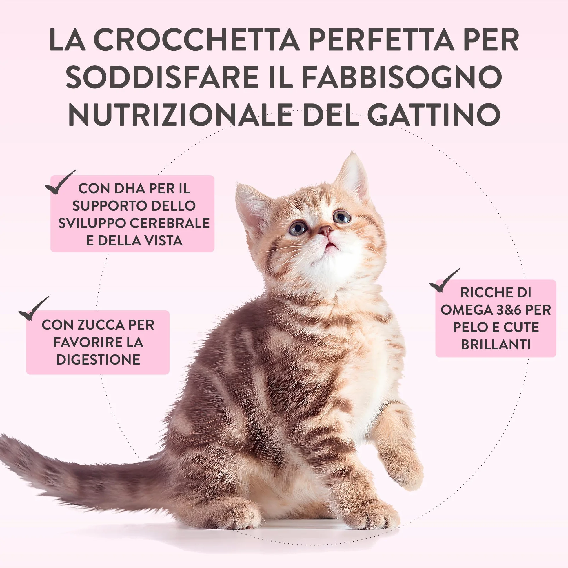 Schesir Born Carnivore Baby Croquettes Poulet et Œuf pour Chatons, Cuites au Four 1,25 kg