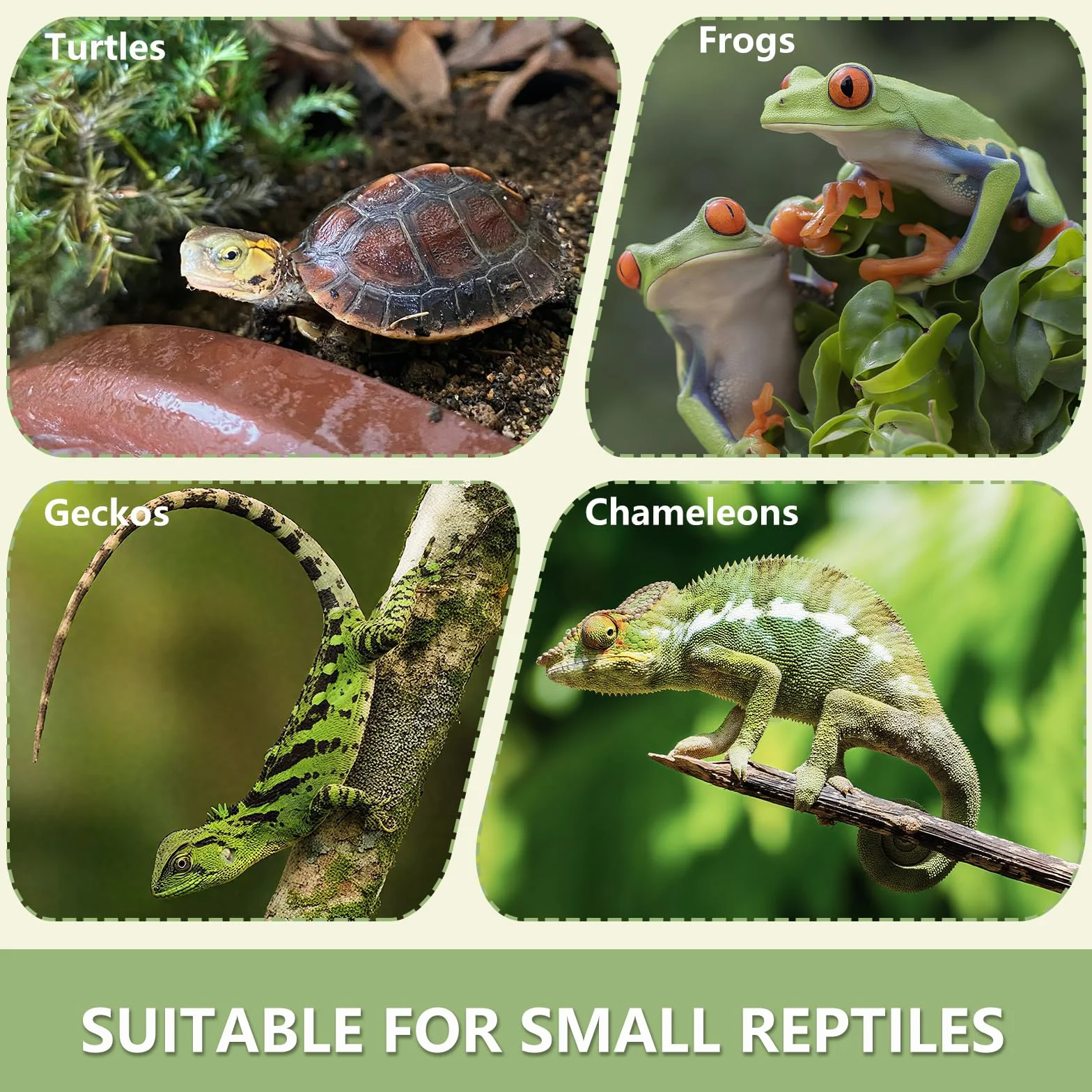 Bol d'eau Terrarium Accessoire, Gamelle Tortue Terrestre, Mangeoire Portable pour Reptiles 11x8x1cm Jaune