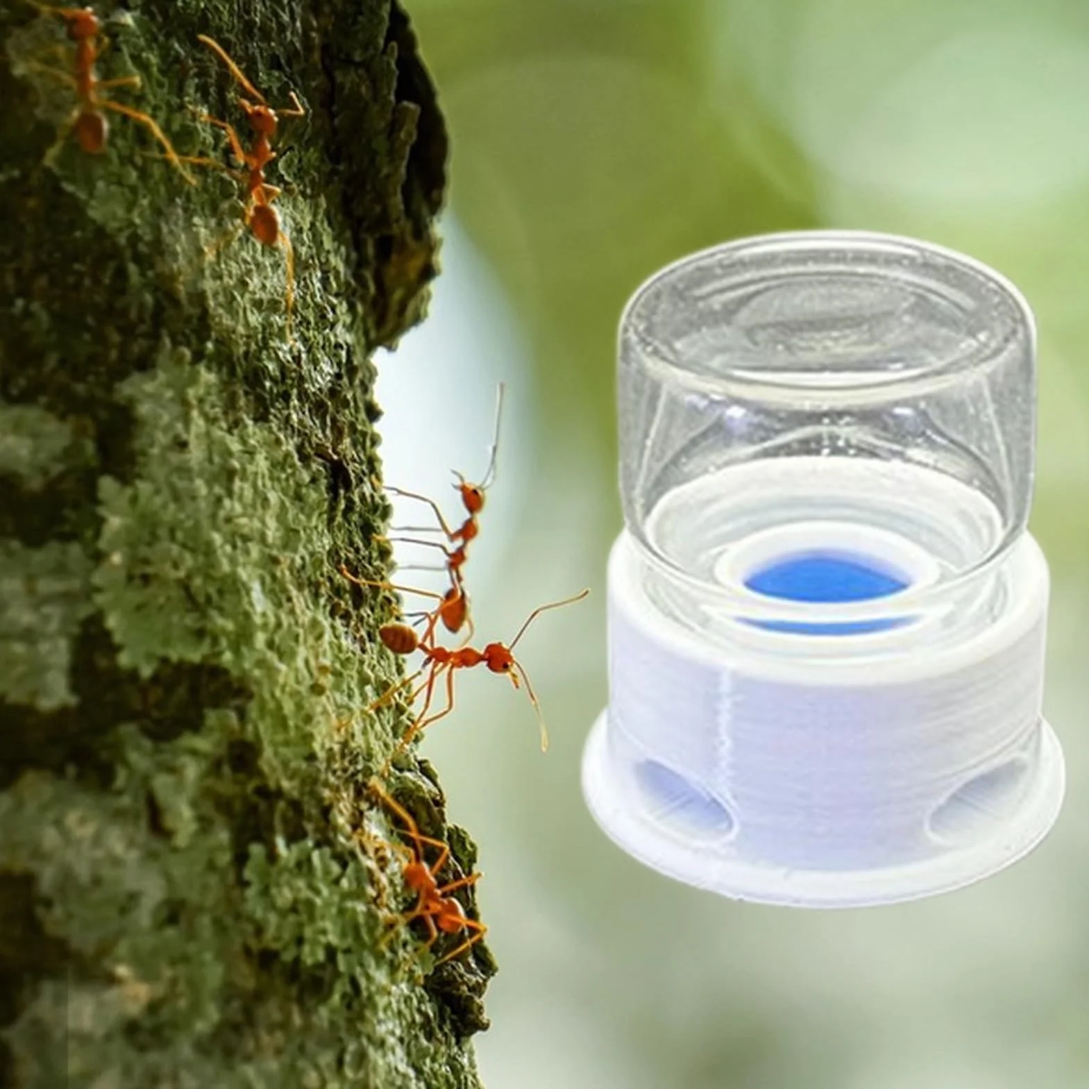 Transparent Distributeur pour Fourmis Abreuvoir pour Grillons Multifonction Abeilles Ferme Extérieur