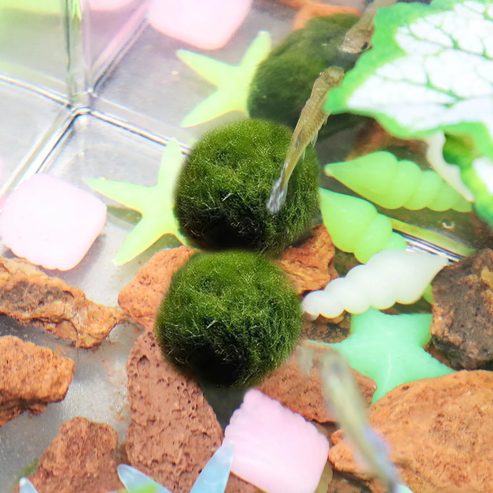 Lot de 2 boules d'algues vertes naturelles pour aquarium (L)