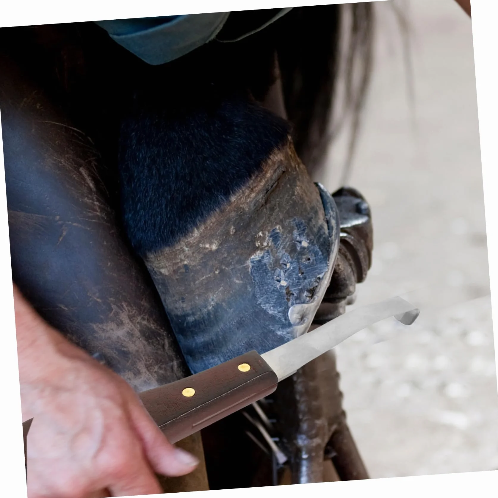 Couteau à Sabot Résistant la Rupture à Double Tranchant en Acier Inoxydable Poignée en Bois Ergonomique pour Usage Quotidien pour Soins des Sabots de Chevaux