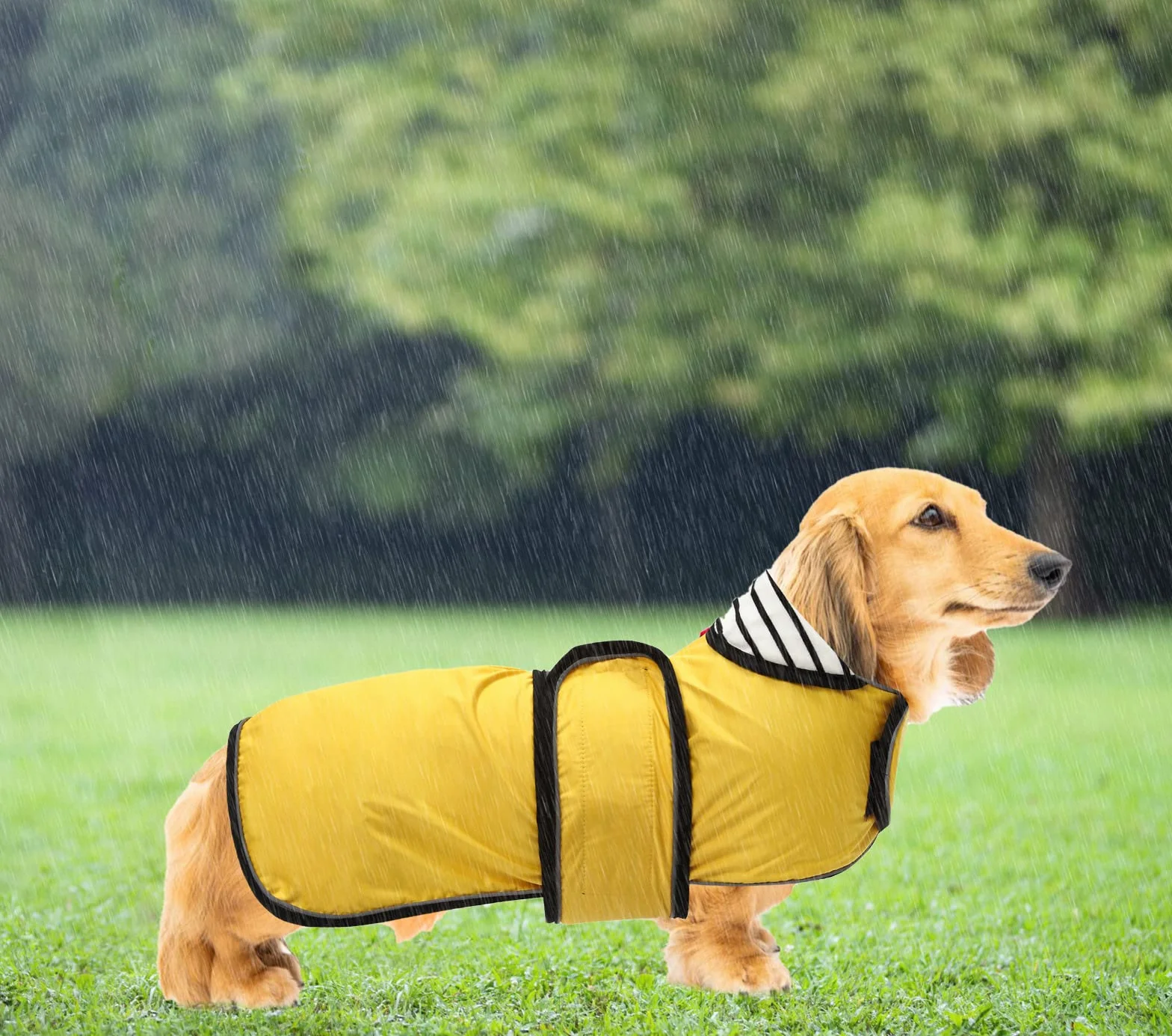 Imperméable Veste pour Chien Teckel réglable légère avec Sangles réfléchissantes et Trou pour Harnais Jaune