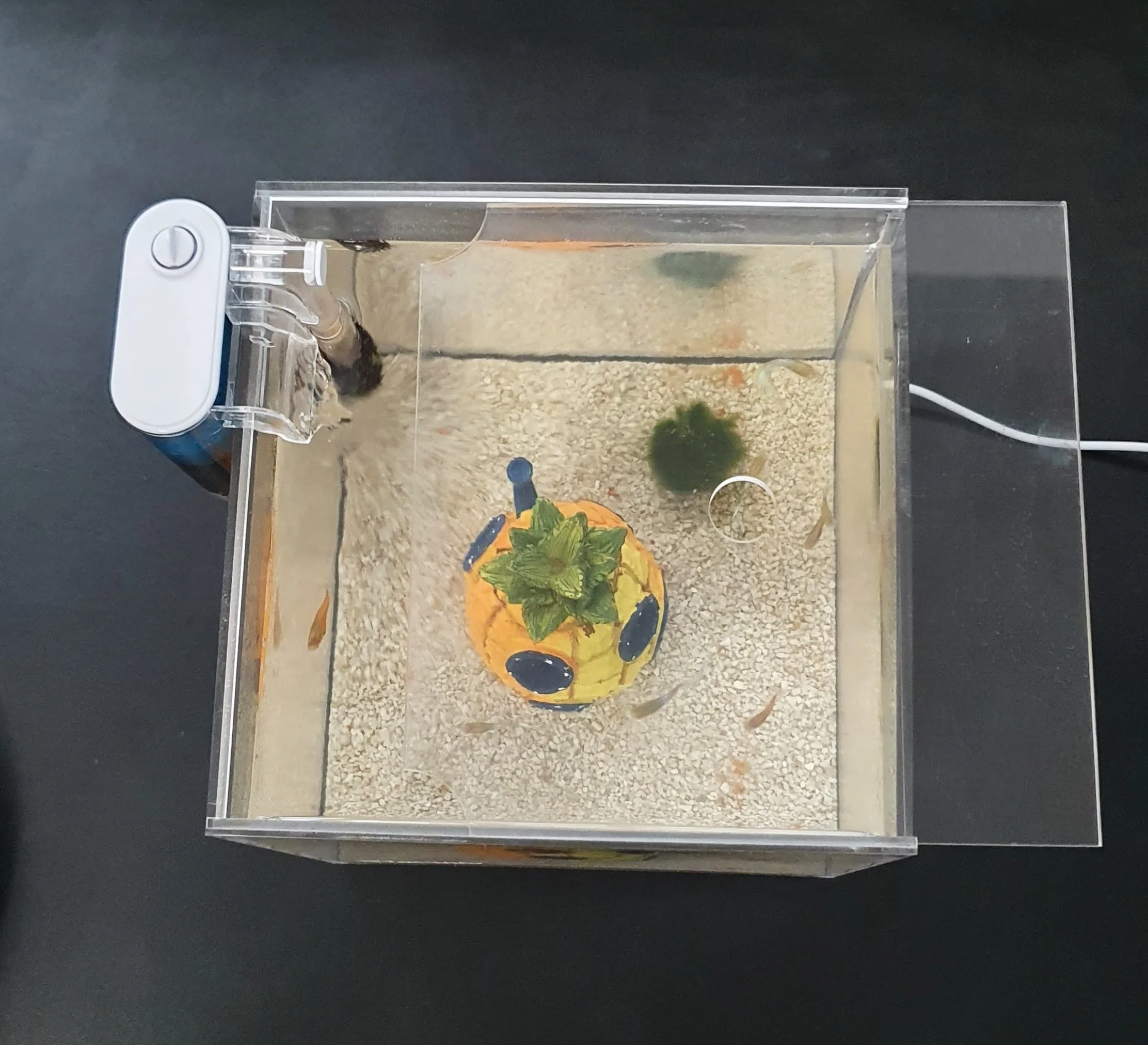 Petit aquarium portable en acrylique avec couvercle coulissant et trou d'alimentation pour terrarium, tortues et insectes 8 l (20 x 20 x 20 cm)