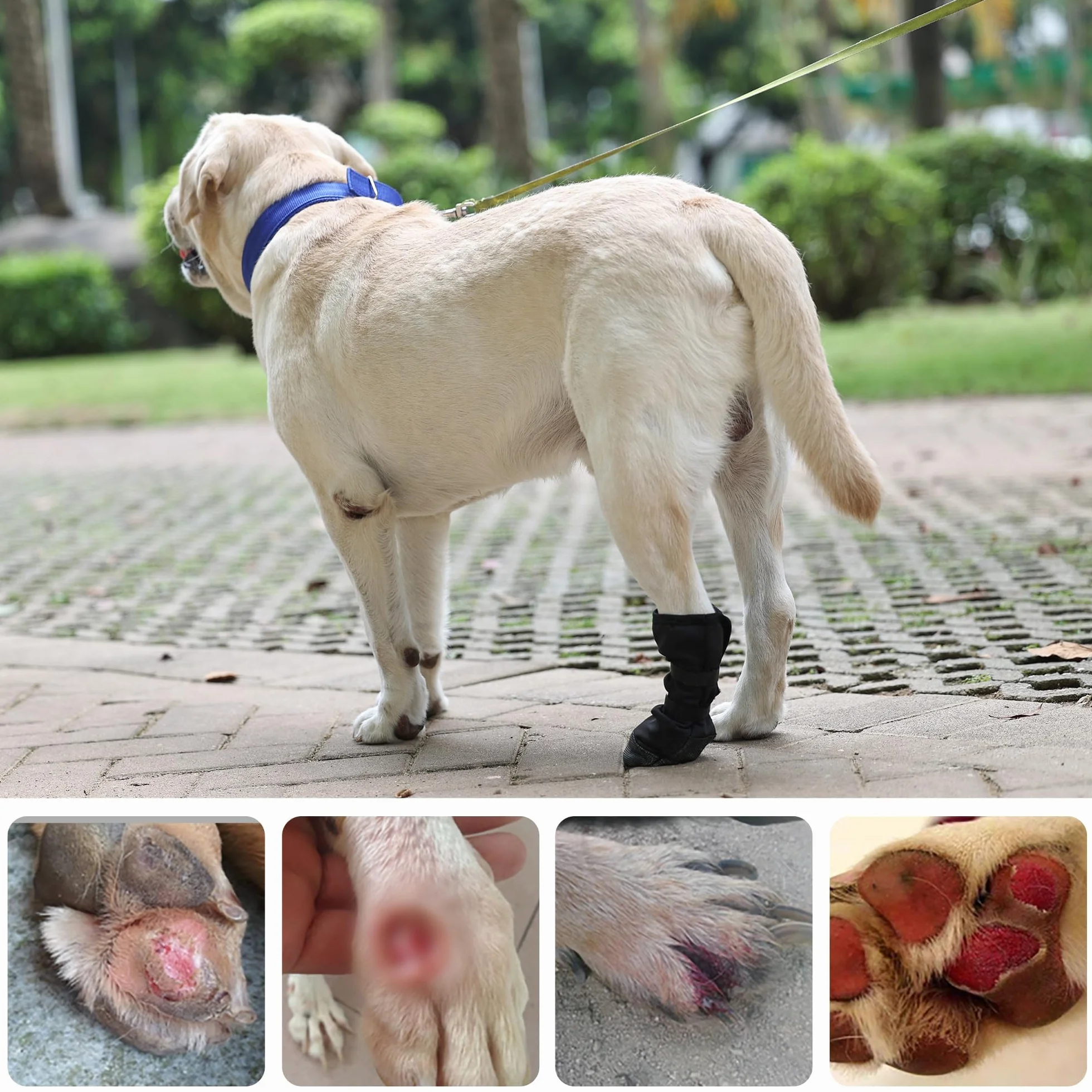 Chaussette de Protection en Silicone pour Chien, Chaussures pour Chien, Botte de Protection pour Chien, Chirurgical Housses de Protection des blessures, Bottes de Protéger pour Chiot Petits Moyens (M)
