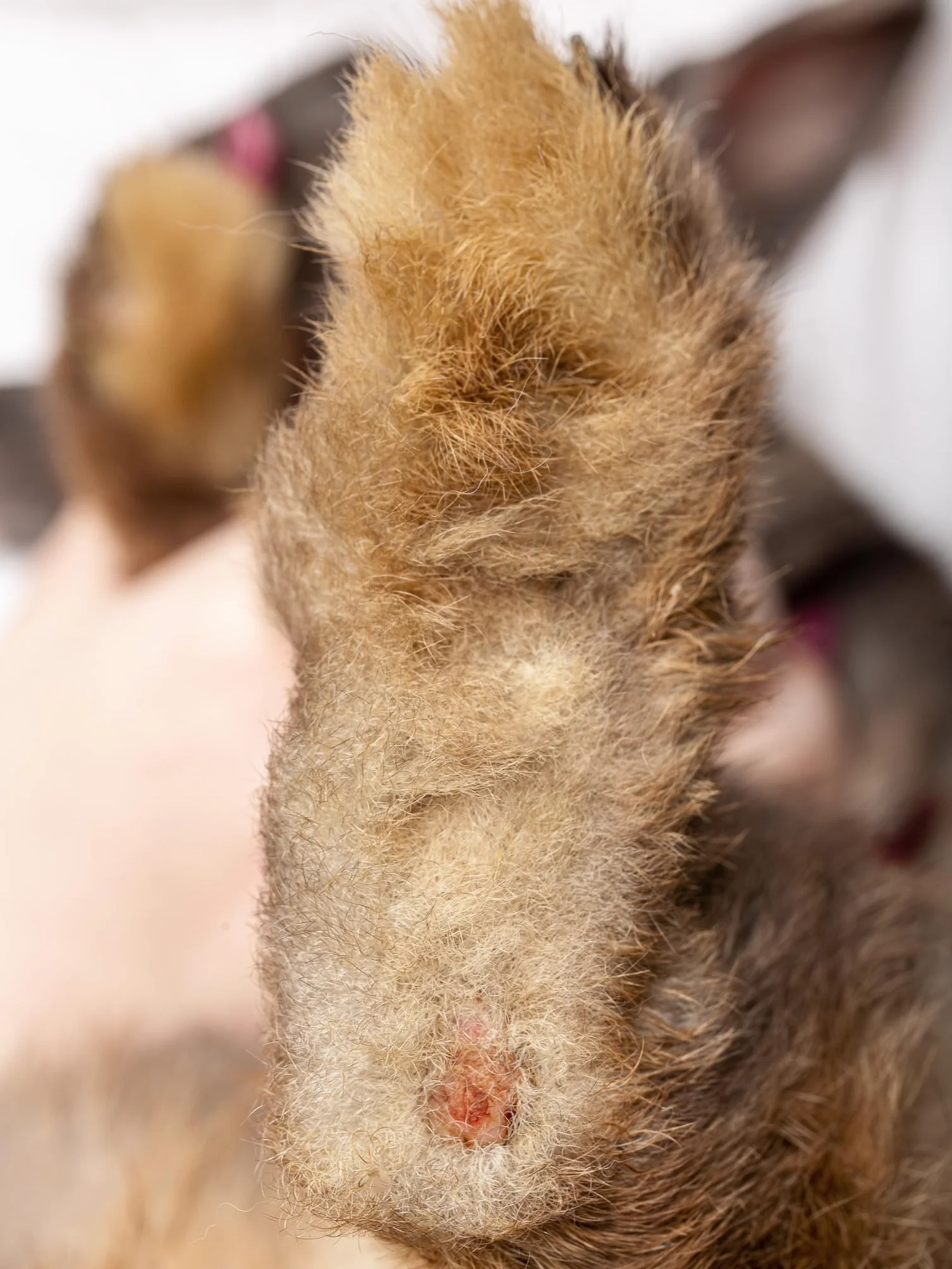 Chaussettes de protection pour lapins pododermatite abrasions