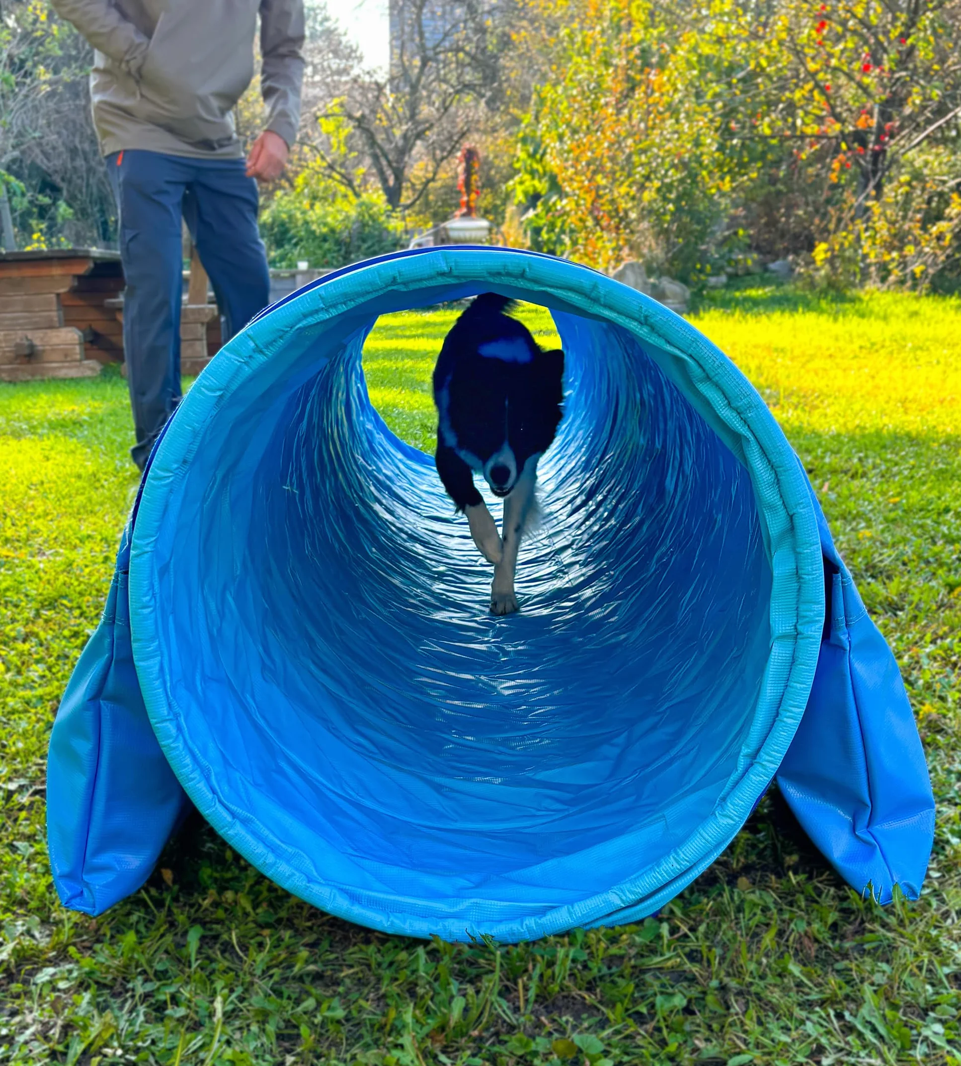Tunnel d'agility pour chien Callieway® Profi 4m Bleu ciel-Cyan