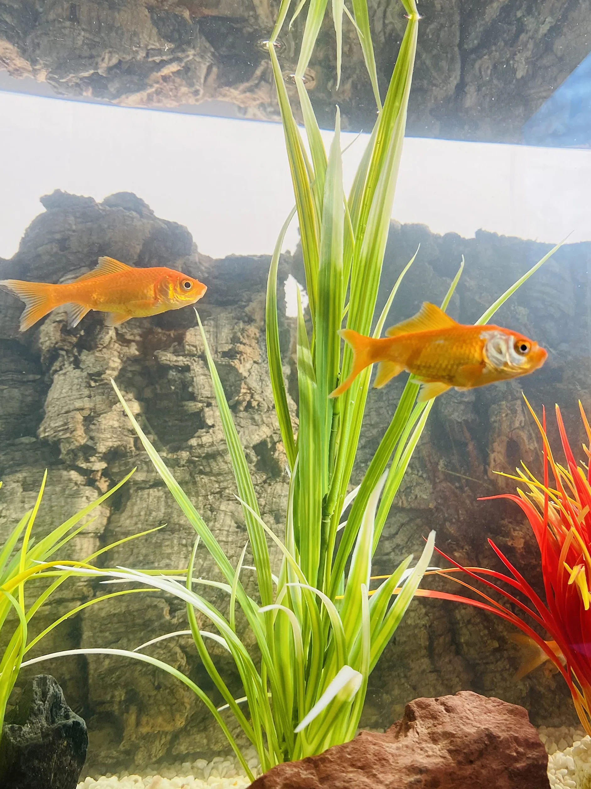 Tyrol Plantes aquatiques artificielles Décoration aquarium Fabriqué en France