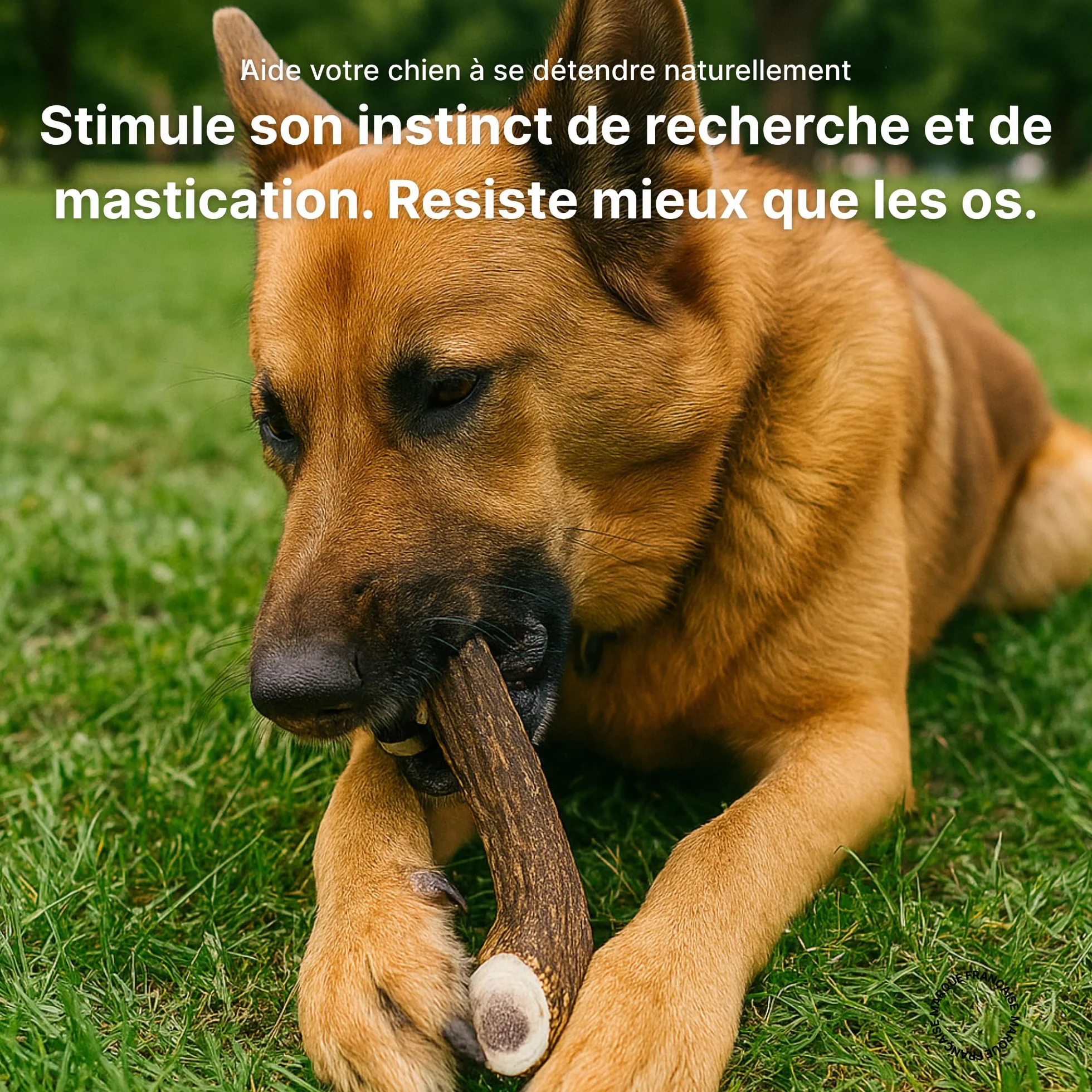 Bois de Cerf Fendu pour Chien, Friandise à Mâcher Naturelle Longue Durée, Soin Dentaire, 100% Bois de Cerf (XL)