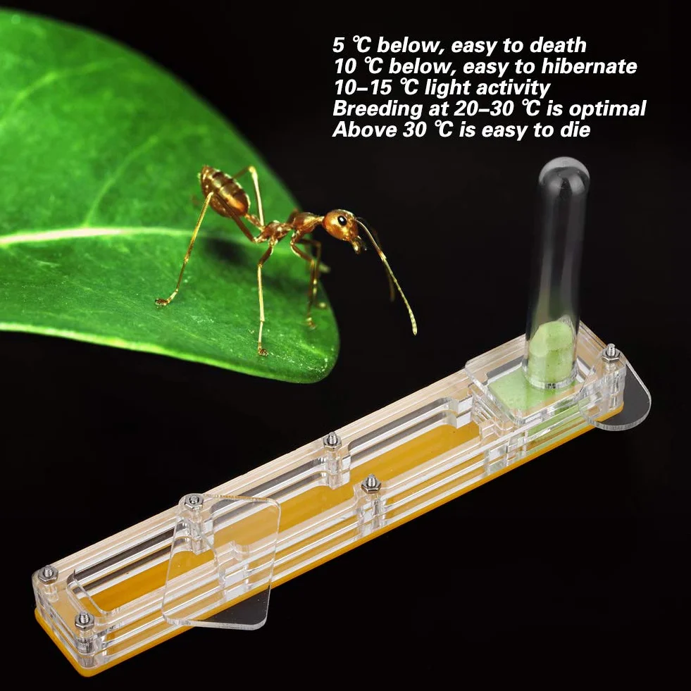 Ferme de Fourmis en Acrylique Transparent, Nid de Fourmis Jaune