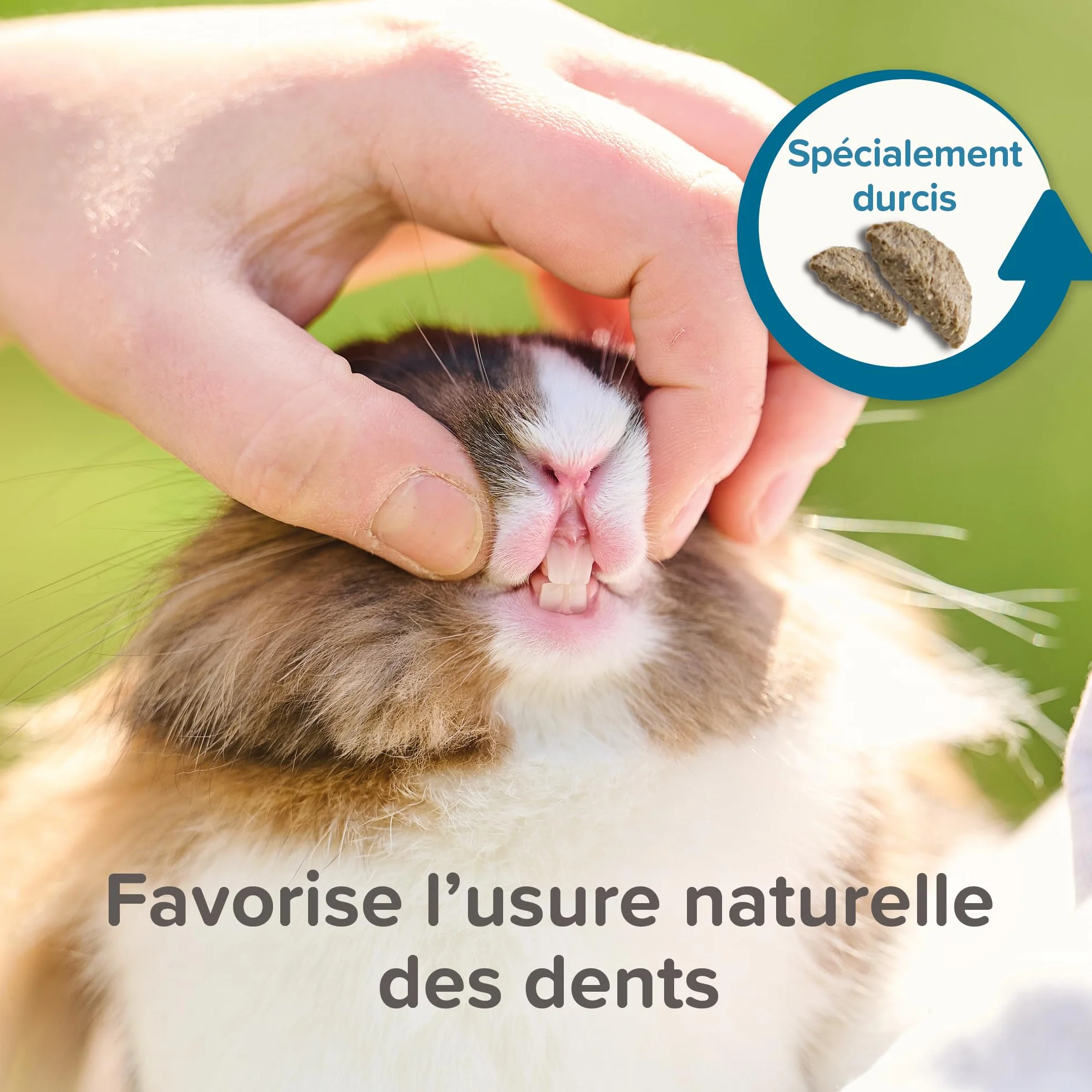 BEAPHAR CARE+ Alimentation Super Premium extrudée pour chinchilla 1.5kg 20% fibres