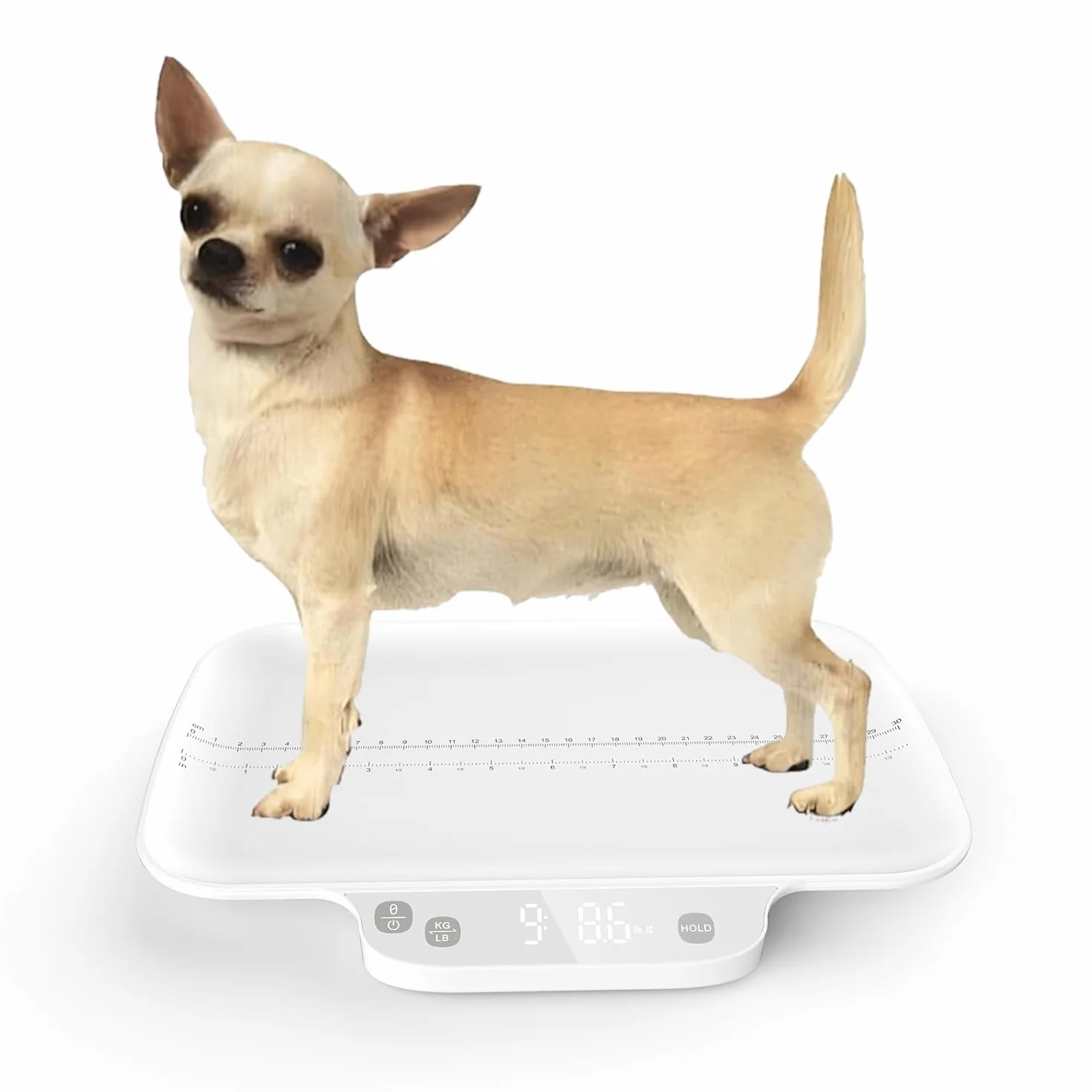 Balance pour chiots et petits animaux, précision 1 g, poids max. 15 kg