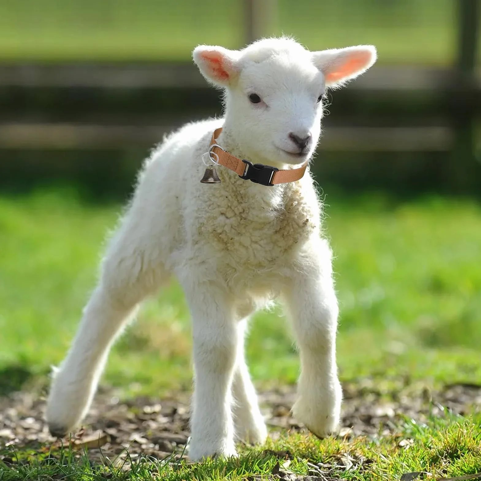 Colliers De Chèvre avec Clochettes, Collier Anti-dérapant Réglable pour Chèvre, Collier Cervical avec Boucle À Détachement Rapide Son Clair Design Anti-Perte pour Animaux De Ferme