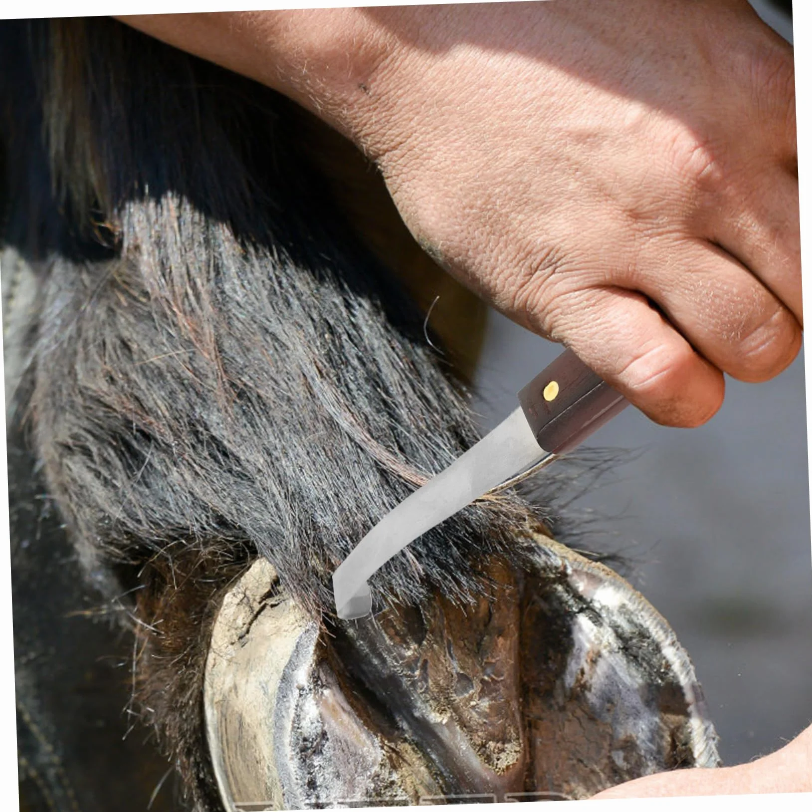 Couteau à Sabot Résistant la Rupture à Double Tranchant en Acier Inoxydable Poignée en Bois Ergonomique pour Usage Quotidien pour Soins des Sabots de Chevaux