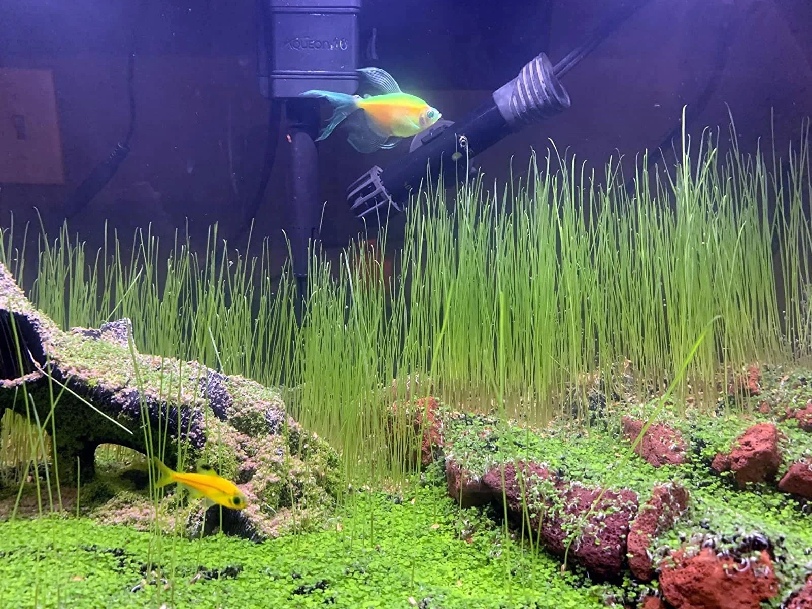 Plantes vivantes pour aquarium eau douce herbe naine lot de 3