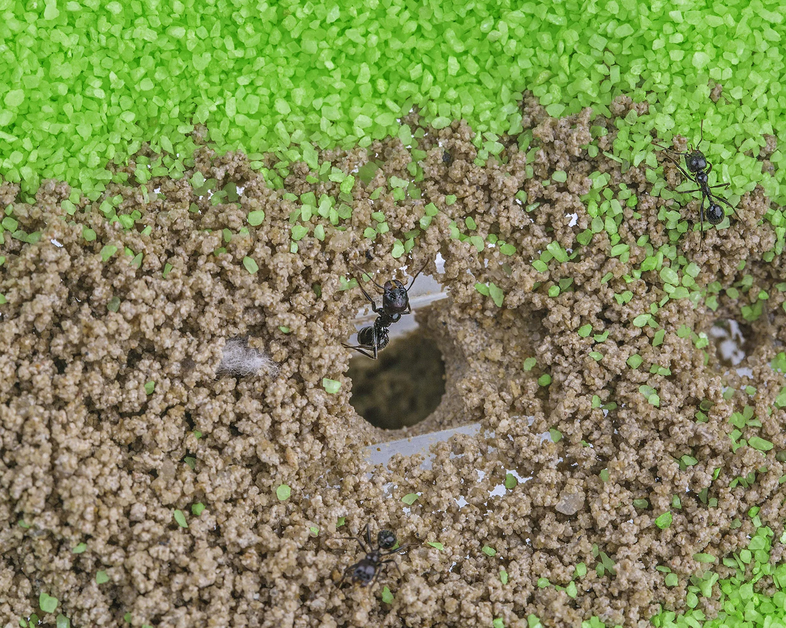 Ant Farm T Big with Free Ants and Queen – Educational Formicarium