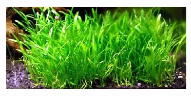 Lilaeopsis brasiliensis roślina przedni plan akwarium