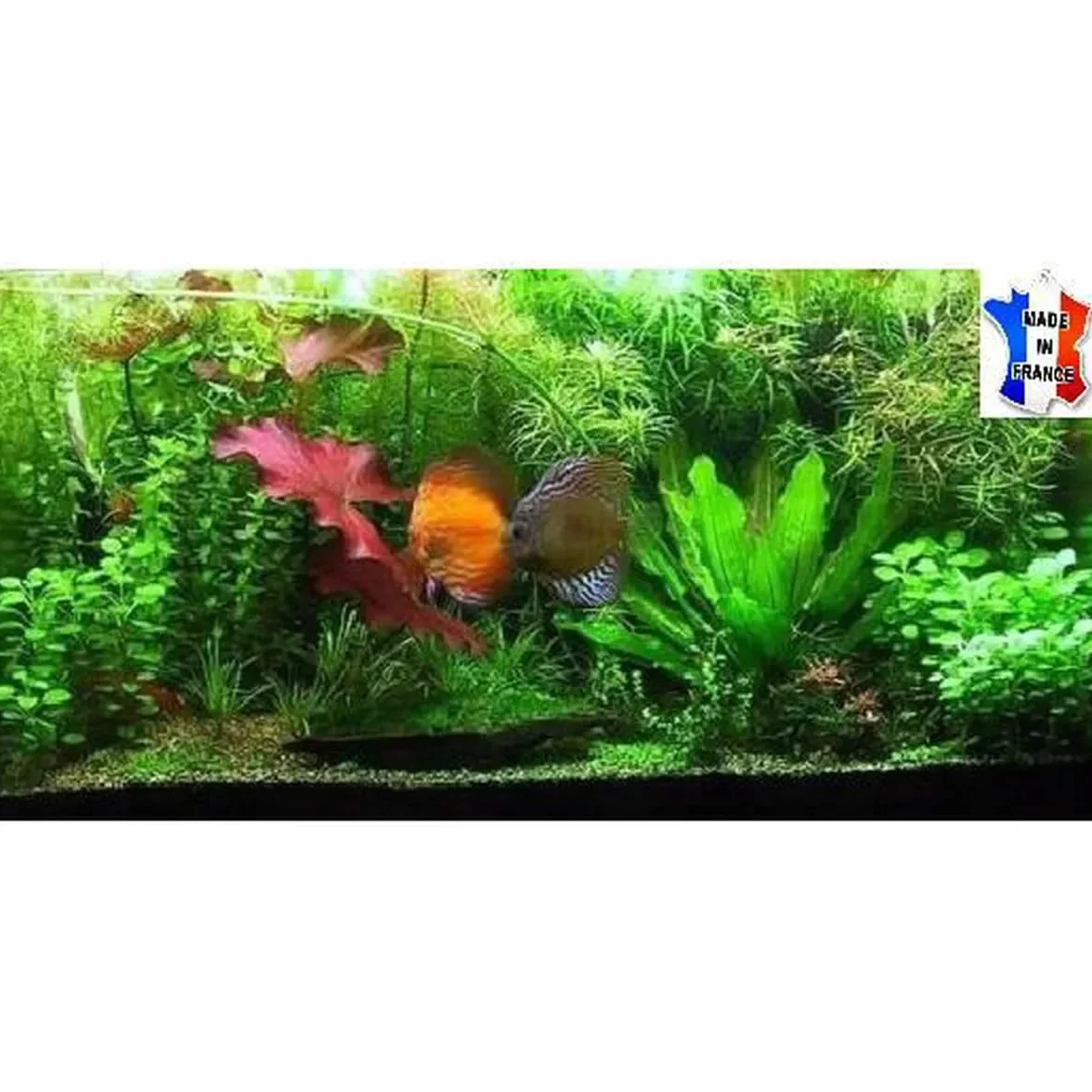 40 plantes vivantes aquarium 8 variétés racines tiges + 5 gratuites