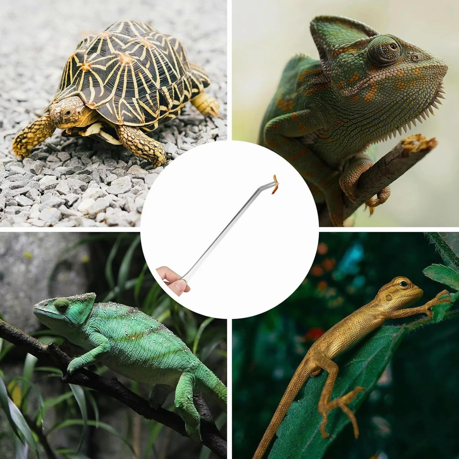 Pinces Longues pour Aquarium Reptiles Nourrissage Ergonomiques Eau Douce Salee Gecko Axolotl Dragon Barbu