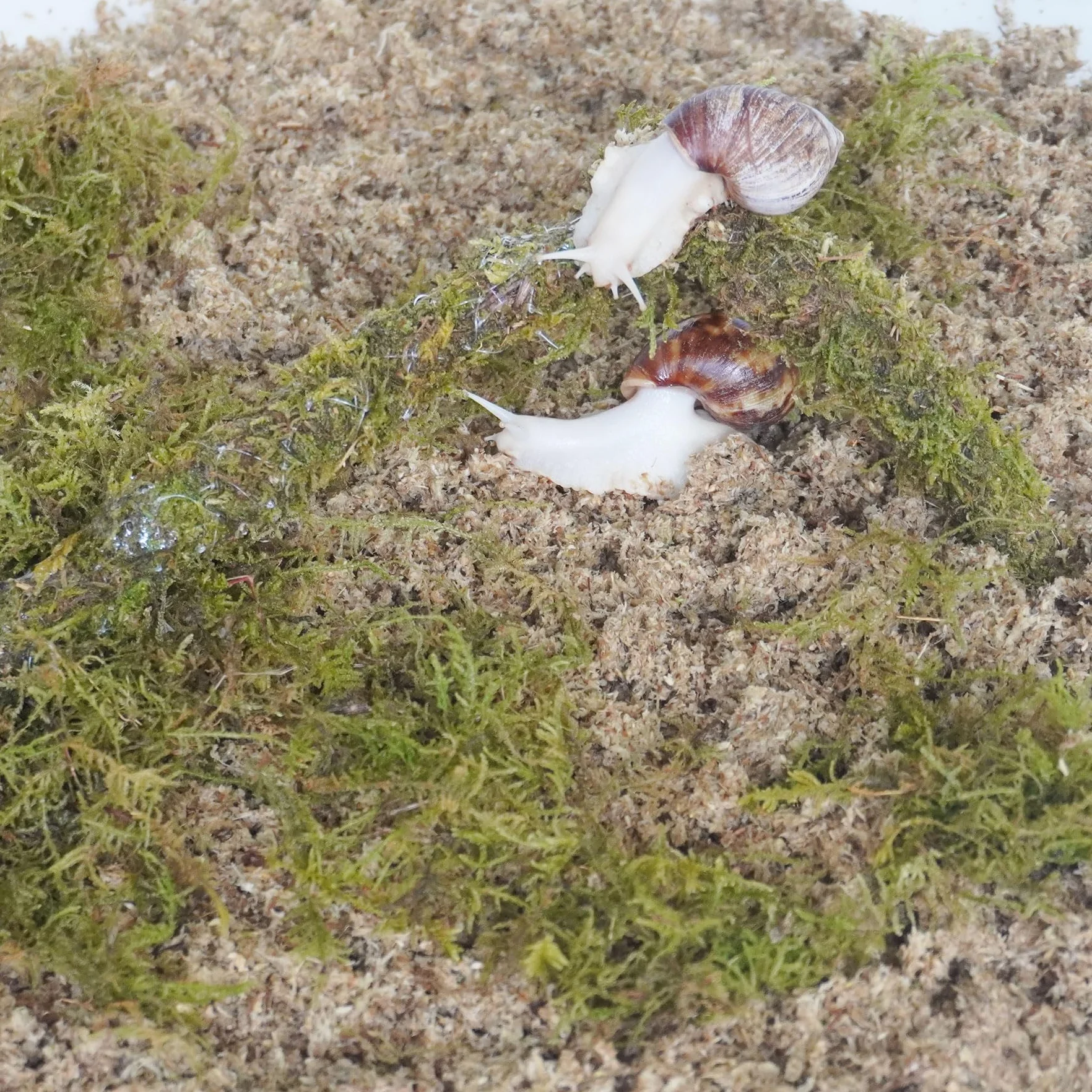 Kit d'accessoires pour terrarium escargot 3 pièces substrat humidité couche supérieure jouet escalade