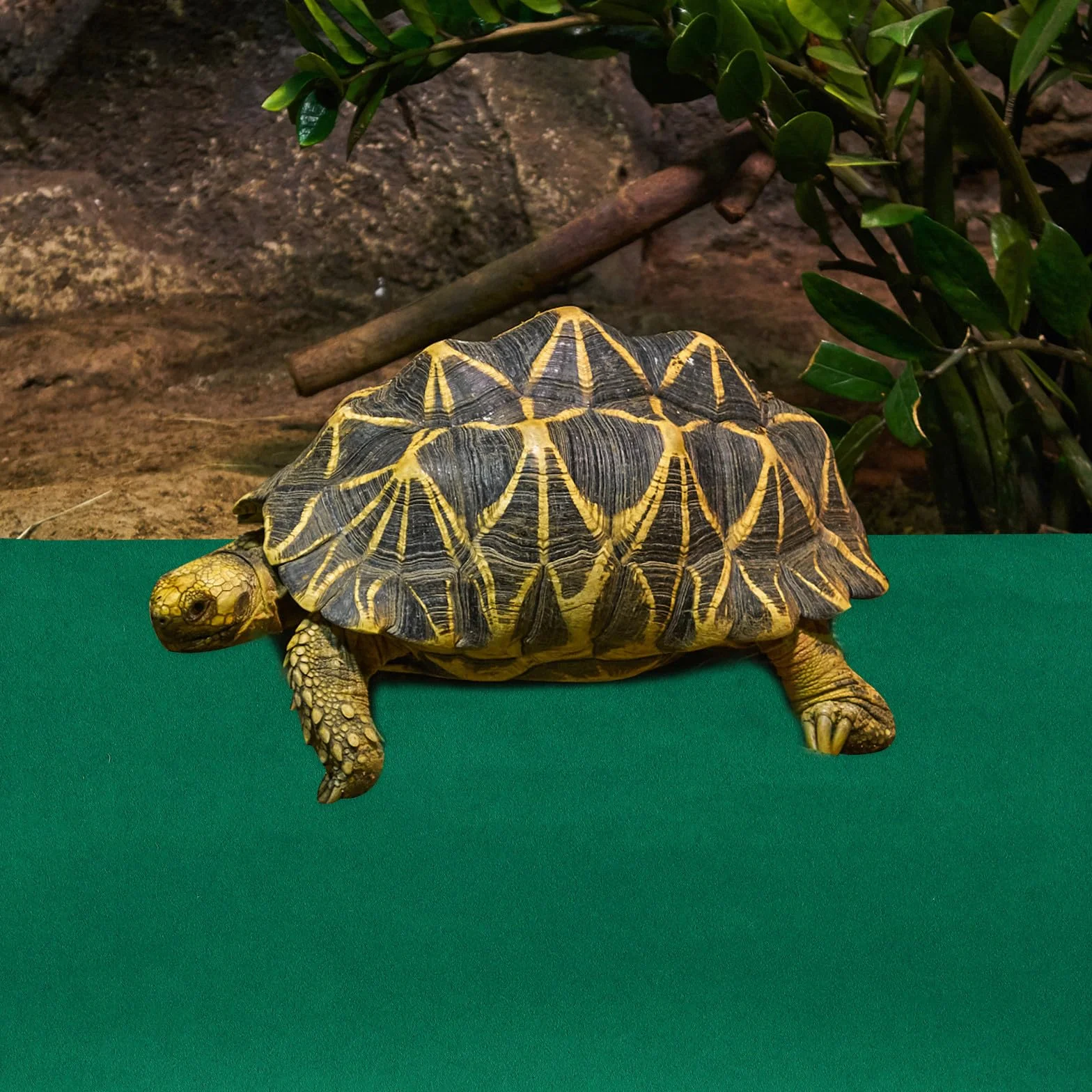 Tapis pour Reptiles 120x60 cm Fibre Polyester Naturelle Vert Absorbant, Revêtement Substrat Terrarium, Coussin Lavable Réutilisable