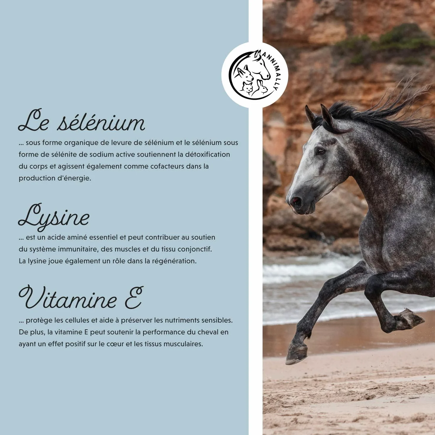 Annimally Sélénium, Vitamine E, L-Lysine Poudre pour Chevaux 800g - Complexe de Vitamine E, L-Lysine et Sélénium pour Soutenir la Musculature et Les Performances - Complément Alimentaire pour Cheval