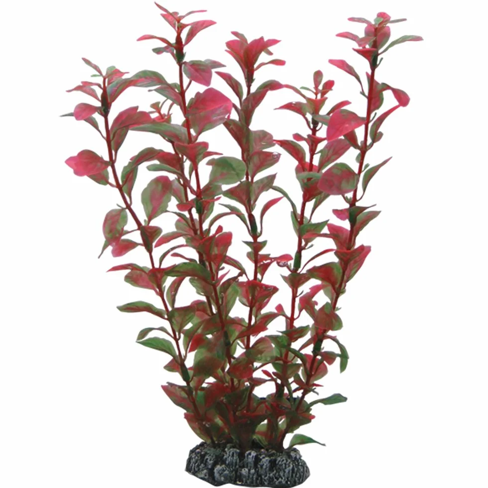 PLANTE LUDWIGIA 25 cm HOBBY