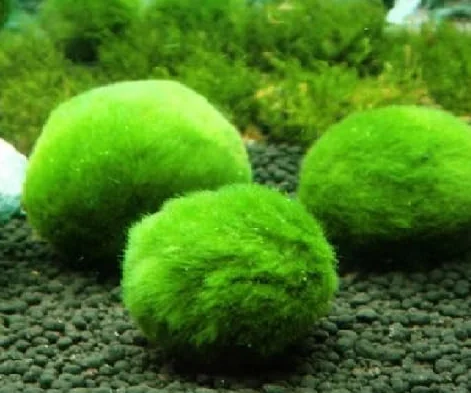 Cladophora 6 boules anti nitrates plante crevettes 2/4 cm