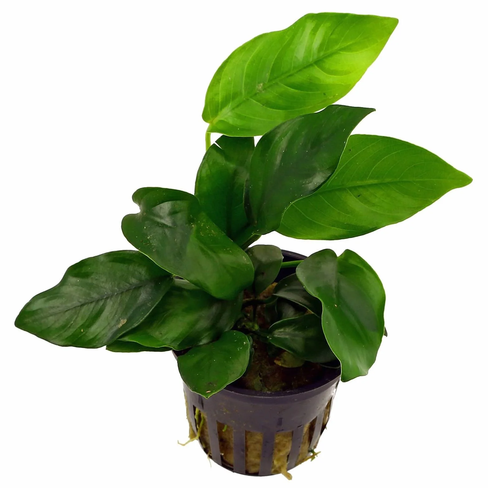 Anubias Nana Plante vivante pour aquarium