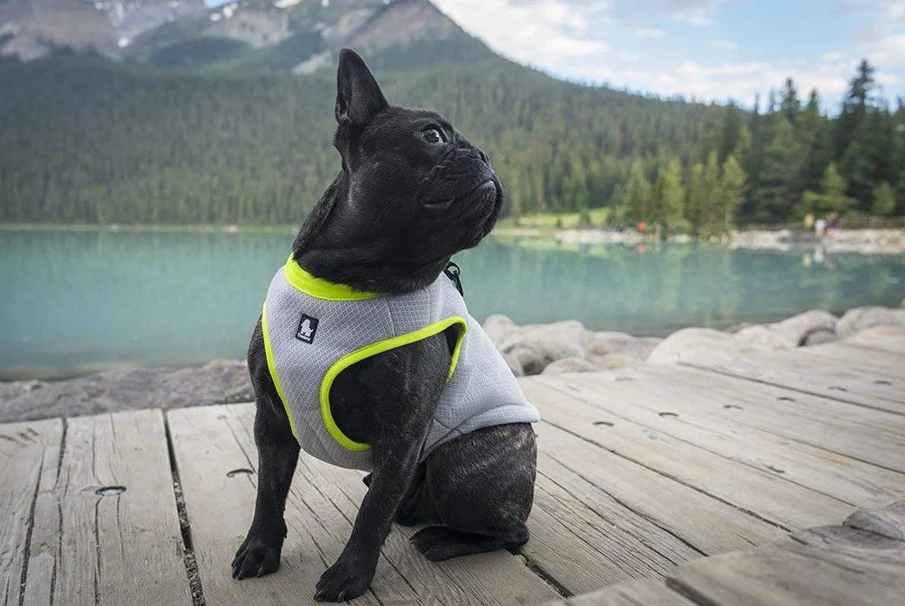 Truelove Gilet Rafraîchissant pour Chien avec Fermeture Éclair Ajustable Chasse Entraînement Camping