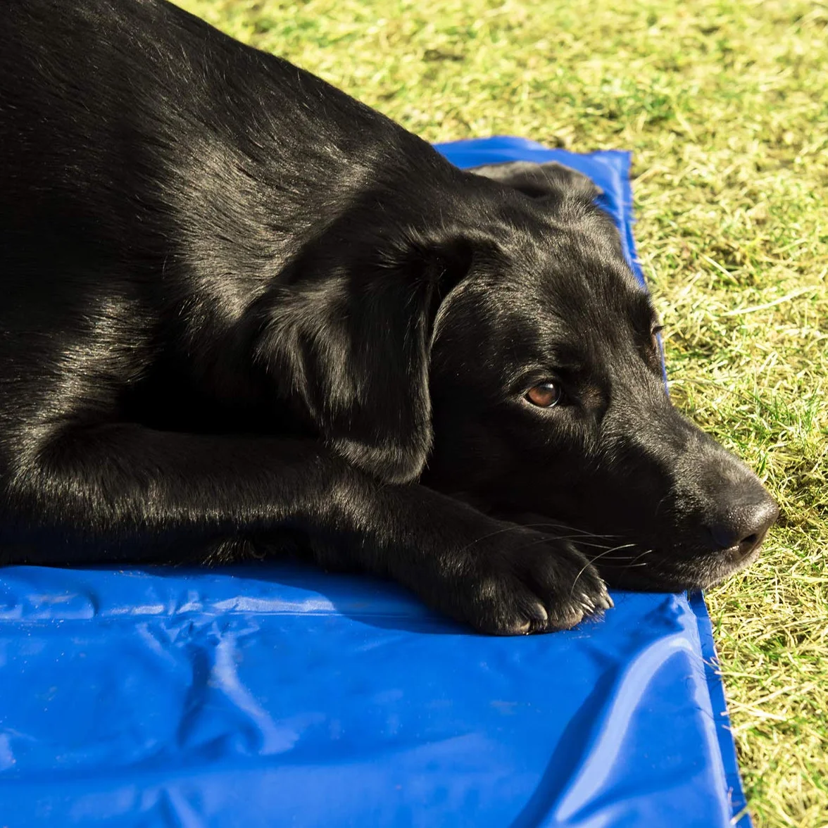 Navaris Tapis rafraîchissant Chien et Chat - Coussin 40x50 cm contrôle température Corps - Matelas Bleu foncé Refroidissement Chien Petit ou Moyen