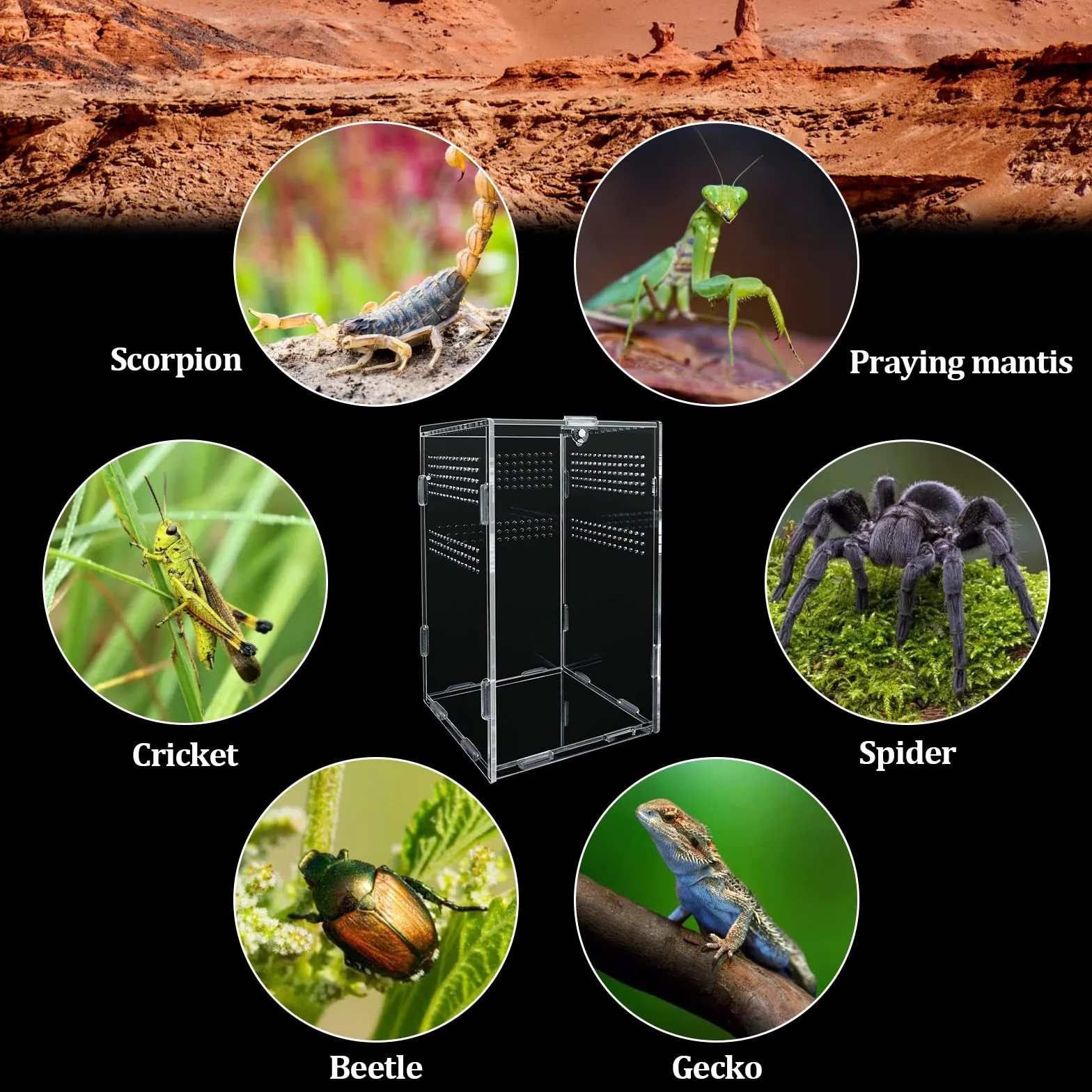 Boîte d'alimentation en Acrylique pour Reptiles 12x12x20cm avec Trous d'air pour lézard, araignée