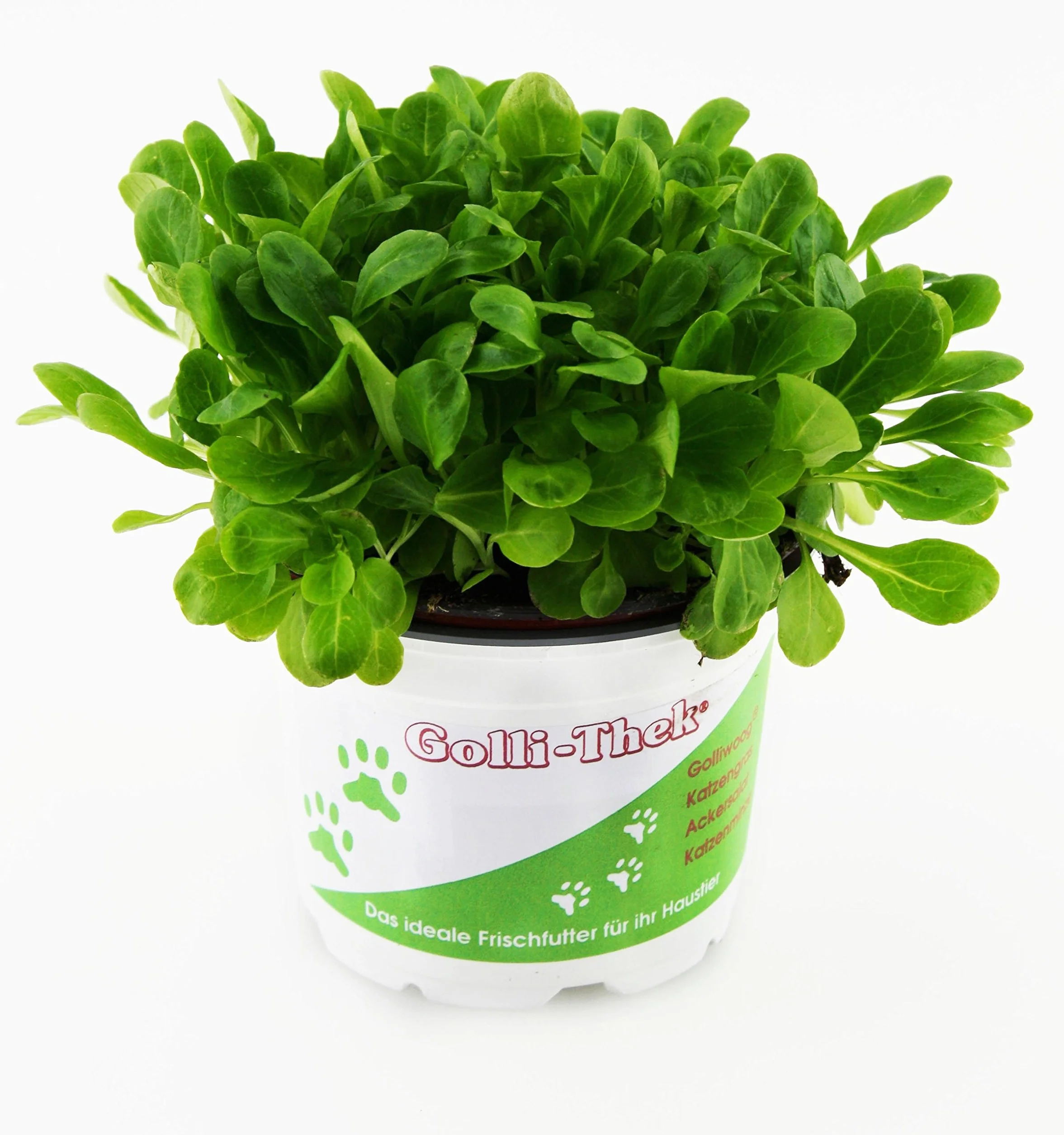 Plantes Set pour lézards/Tortues – 4 x golliwoog/2 x ACKER Salade – Fraîcheur Doublure plantes pour vos Tortues ou lézards comme par ex. Barbe agamidae