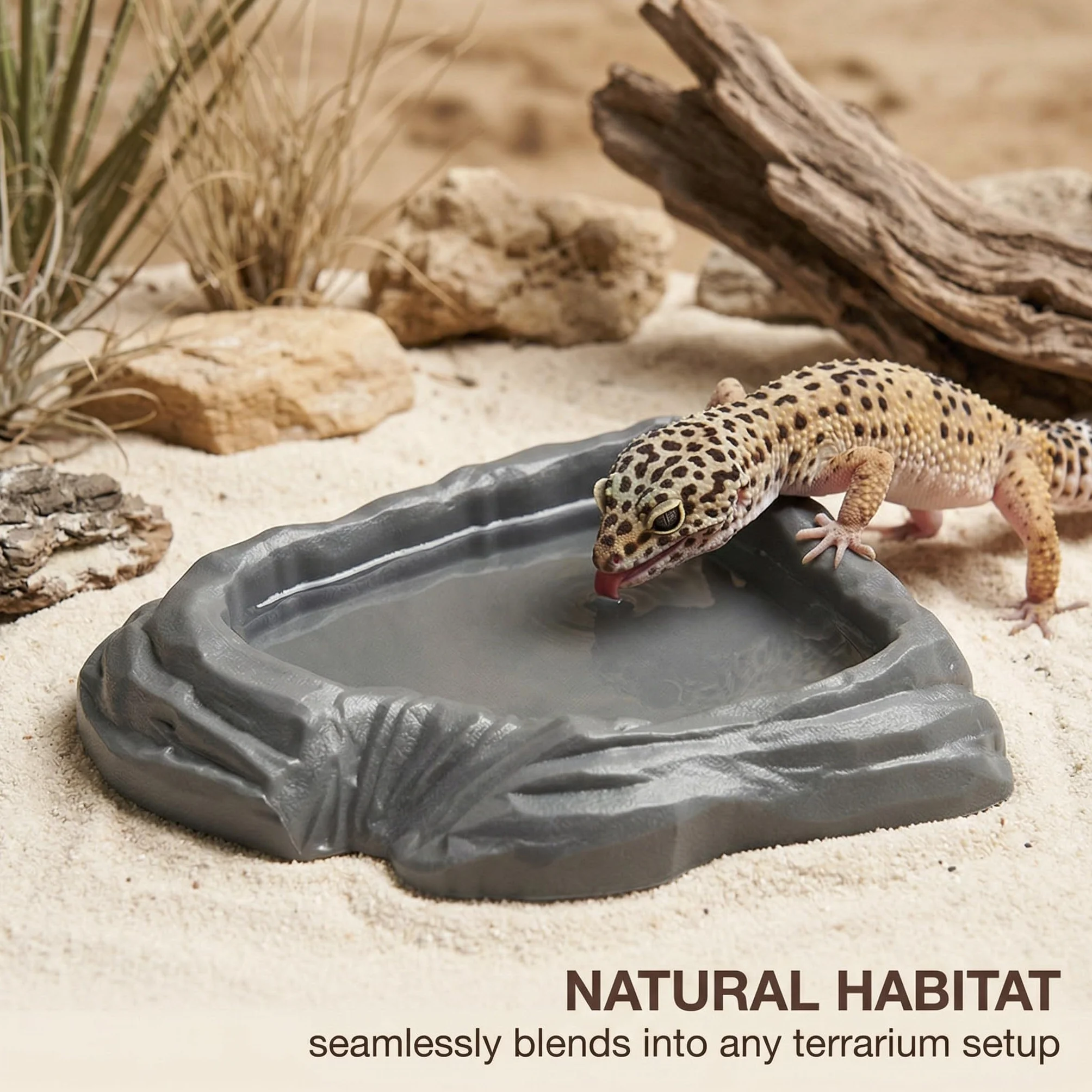 Bol D'Alimentation Pour Reptiles Nourriture Tortue Terrestre, Bol À Boire En Feuilles 2 Pièces