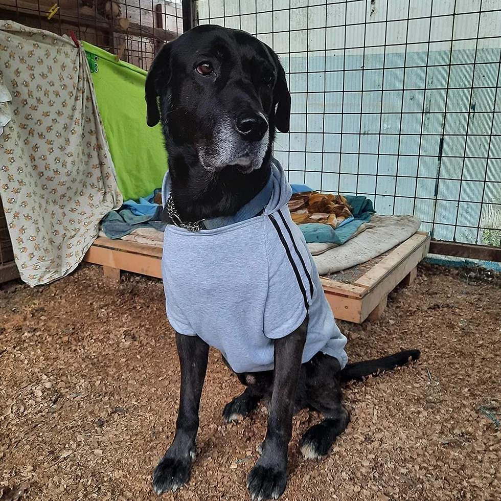 Sweat à Capuche Chaud Coton pour Chien, Noir, 3XL
