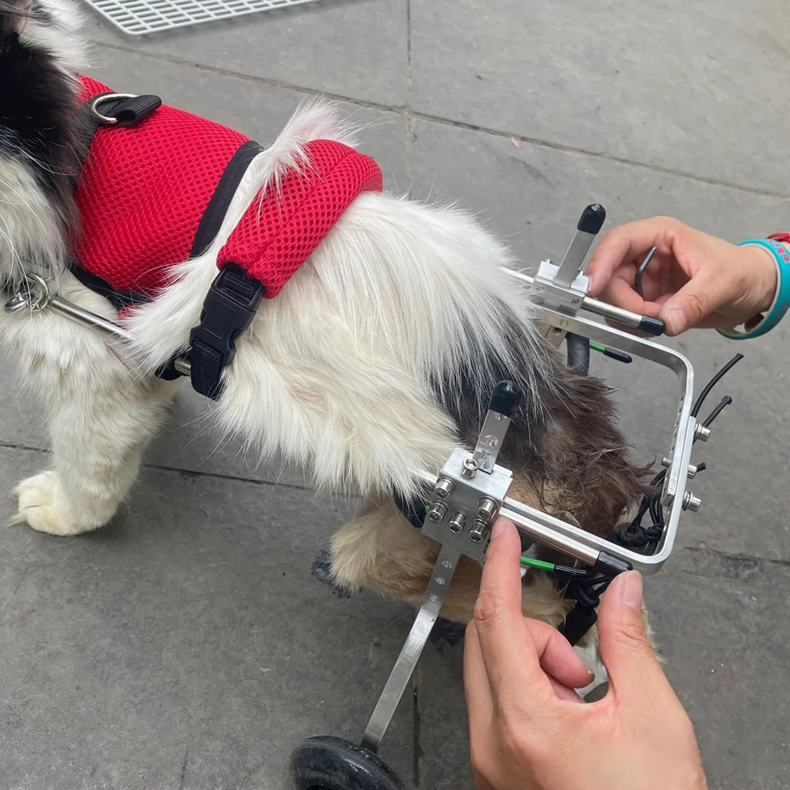 Harnais De Soutien pour Chien, Fauteuil Roulant pour Chat Lapin Handicapé Réadaptation pour Patte Arrière/Jambe Arrière, Aide À Marcher, Chariot pour Les Animaux Âgés Et Blessés,S