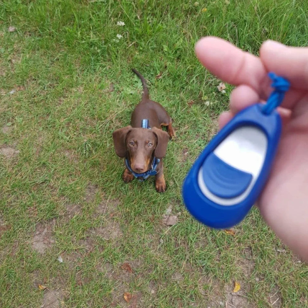 Multi-Clicker Company of Animals - Accessoire pour chien, contrôle du volume à 3 réglages, facile à cliquer, dragonne réglable, clicker pour chien, destiné au dressage, convient aux chiens et chiots