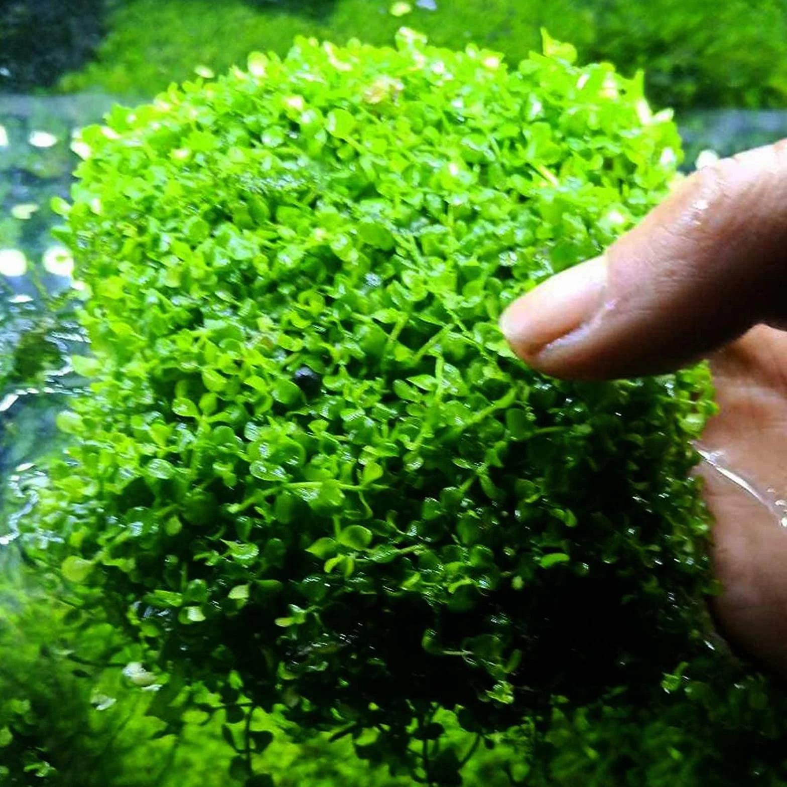 Mousse Plante Aquatique Décoration 14 Pièces 8x8 cm Grillage Fin Acier Inoxydable Maille Fine Aquarium