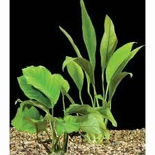 Anubias Mix Water Plants 3 Types Fish Tank